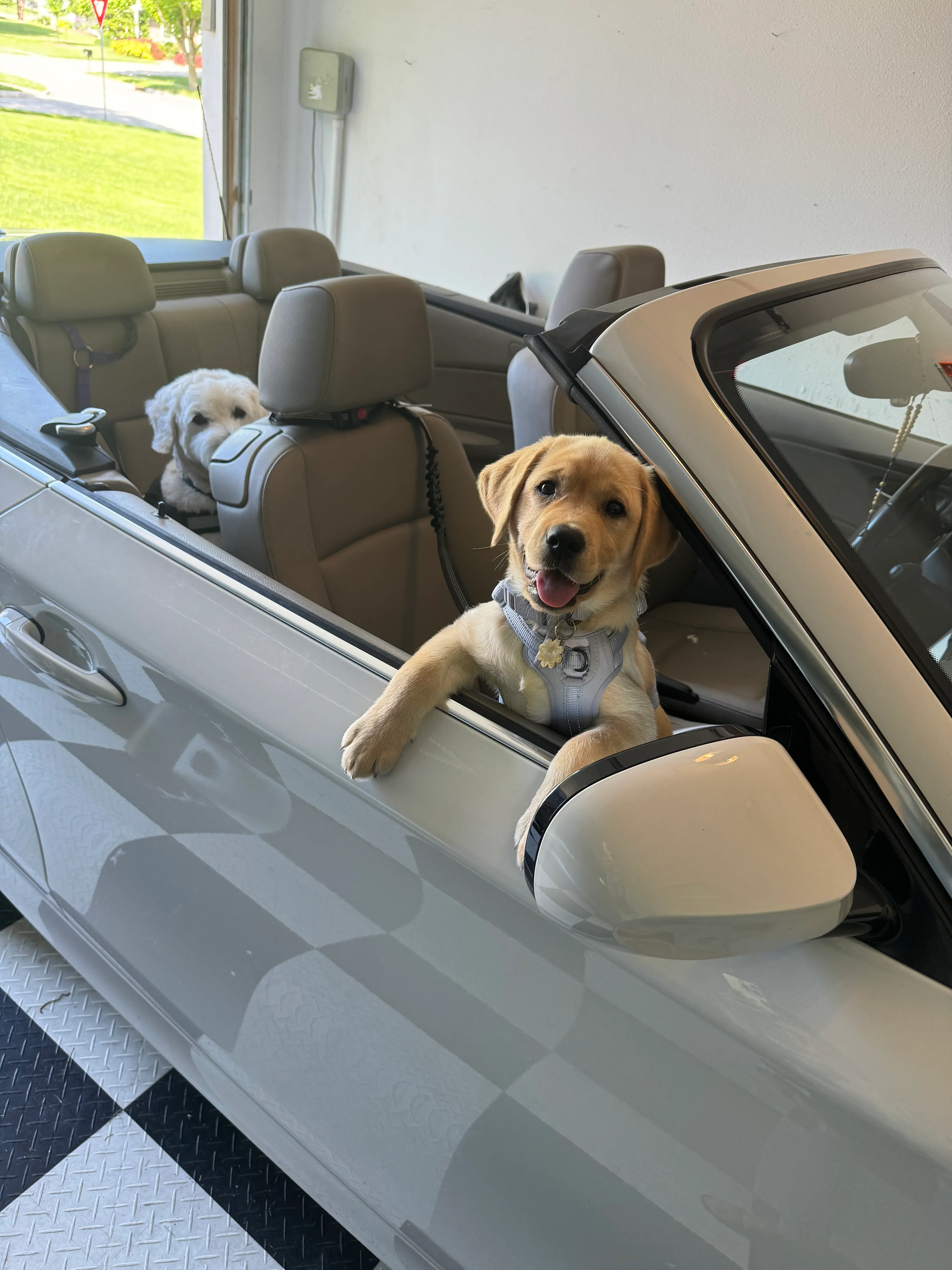 Edi, an English Labrador from The Happiest Labrador