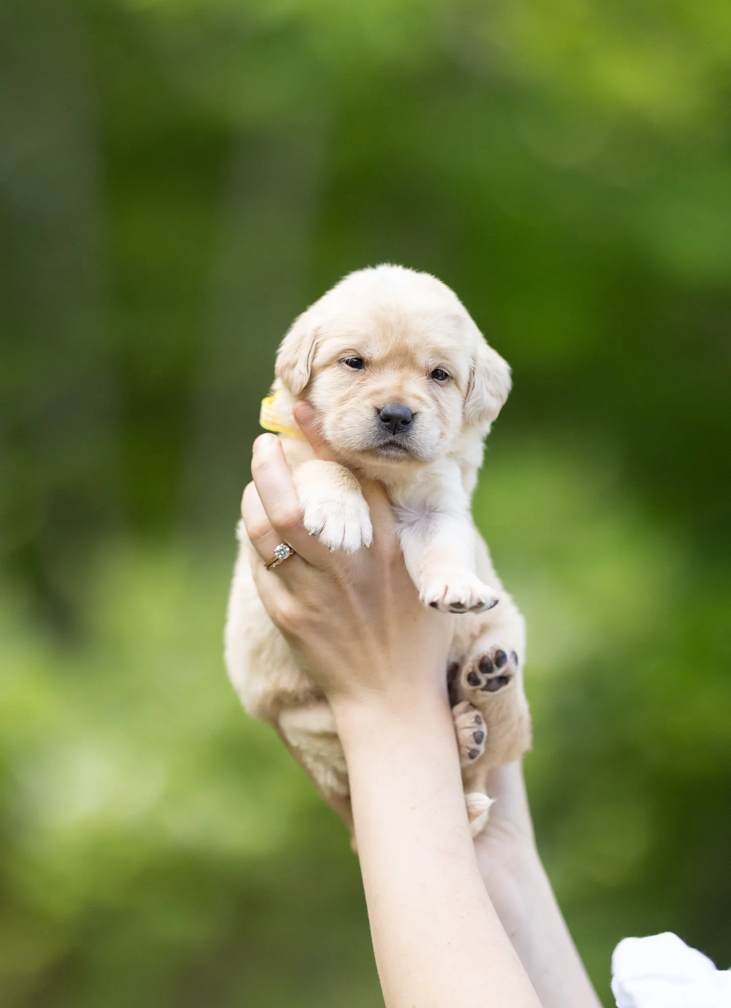Dior & Rain litter — English Labrador puppy photo 9