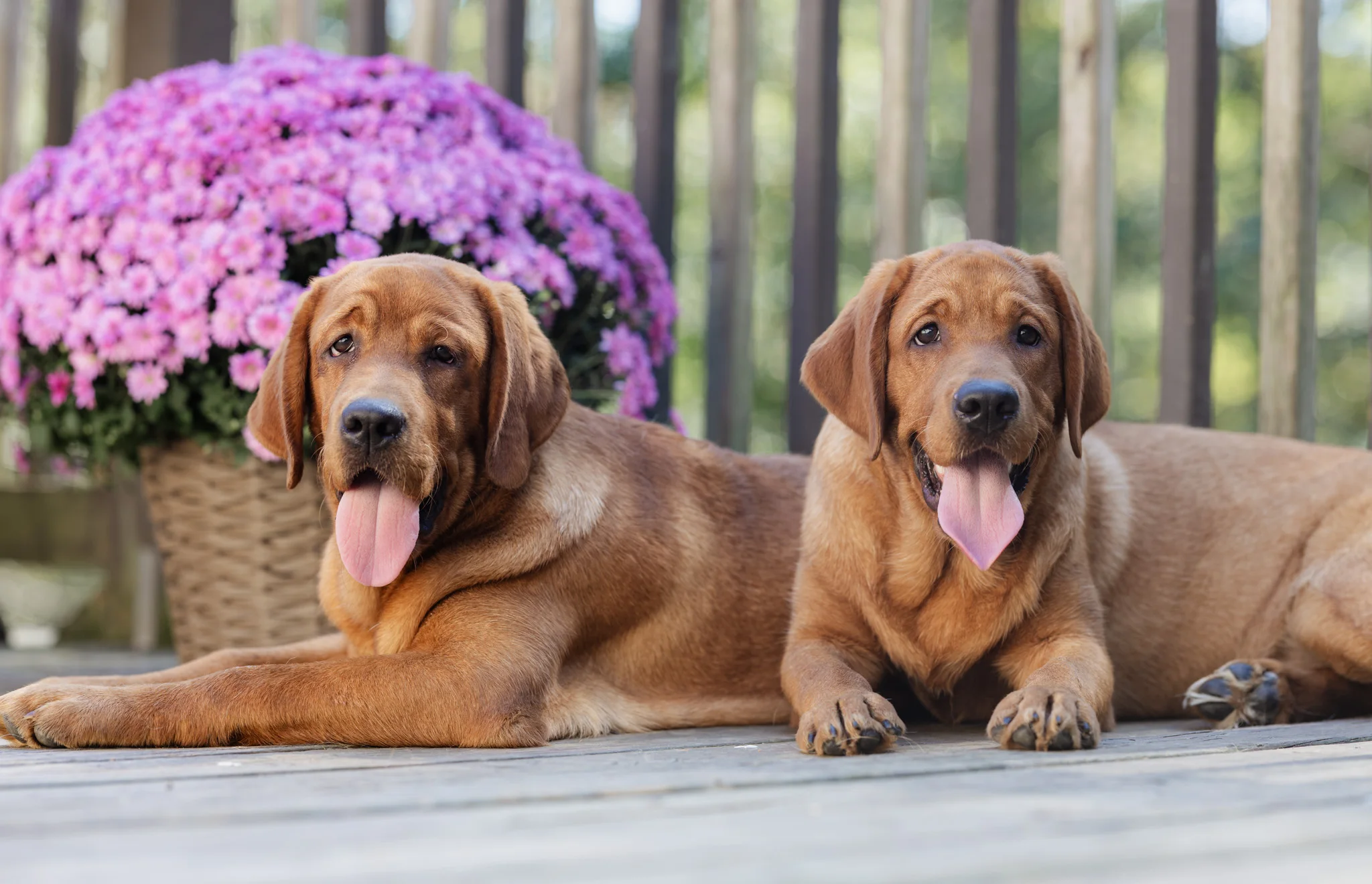 Two fox red English Labradors lying on the porch beside purple mums