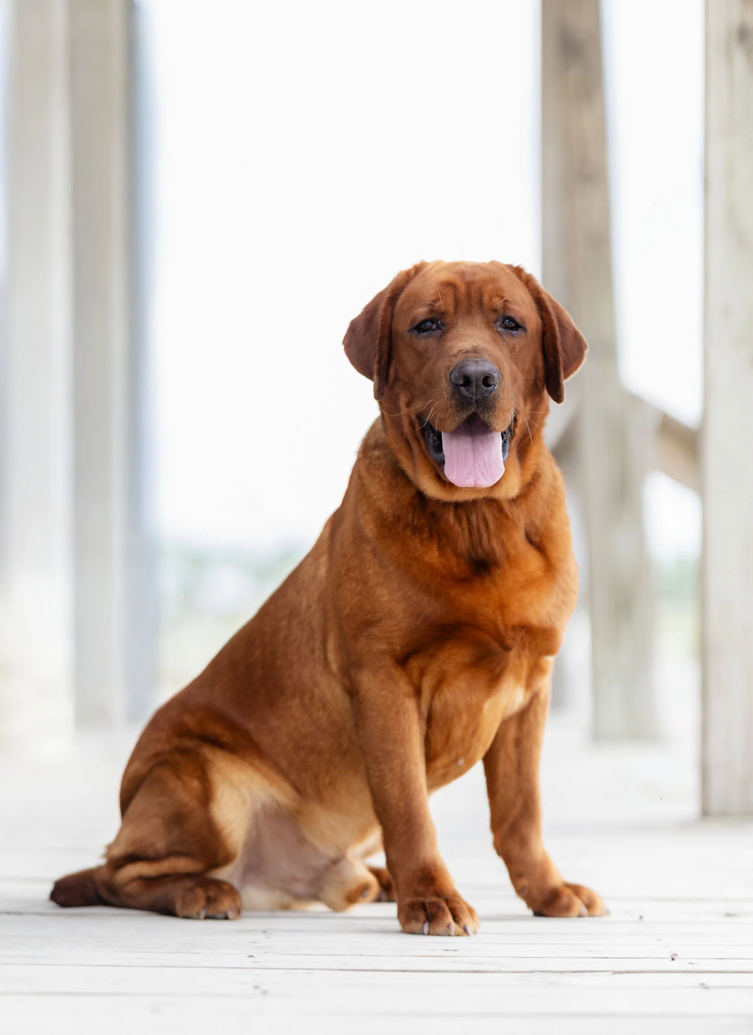Ferrari, Fox Red · Grandson of Grand Champion Ford