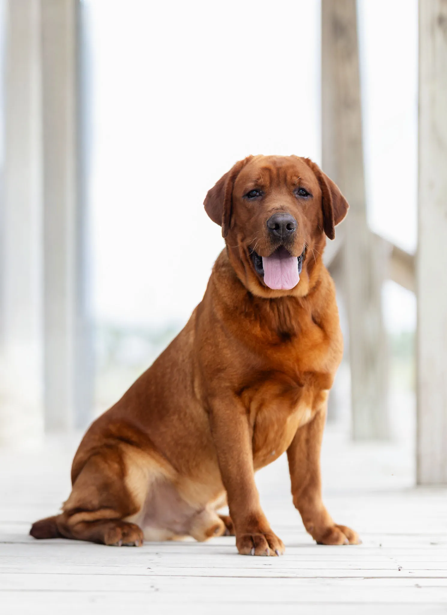Ferrari, Fox Red · Grandson of Grand Champion Ford