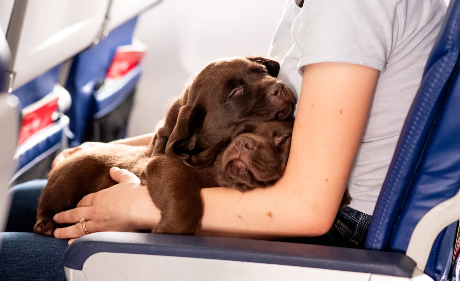 Two chocolate Labrador puppies asleep on a lap during a flight
