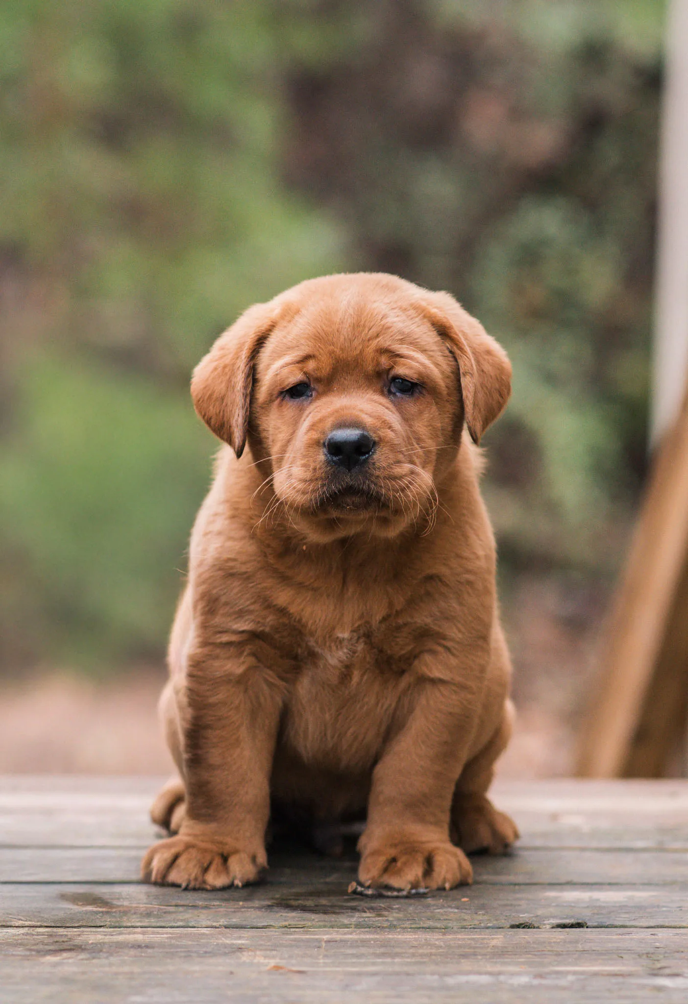A fox red English Labrador puppy sitting on a wooden deck