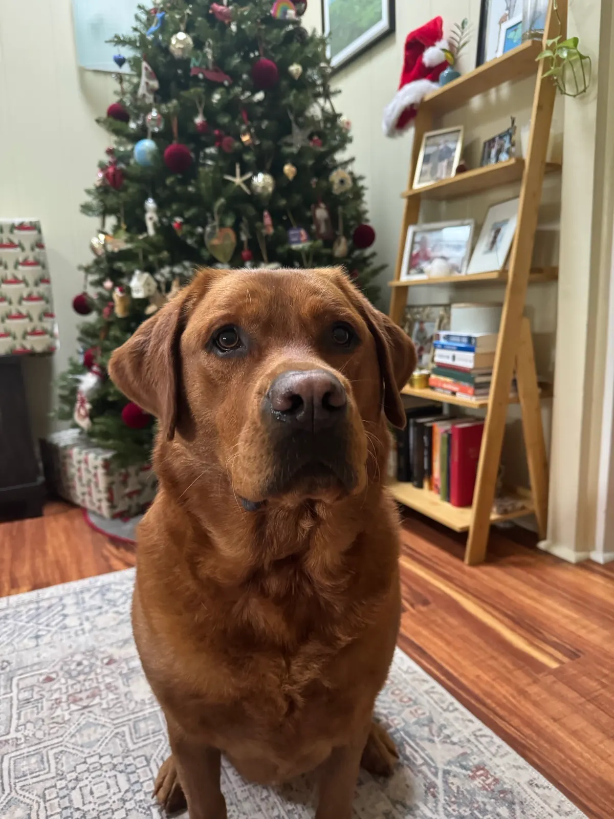 Franklin, a Happiest Labrador at home with their family