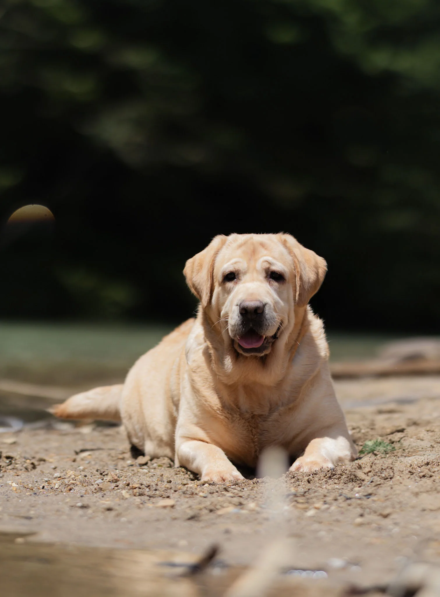 Ginger, Yellow · American & International Champion Lines