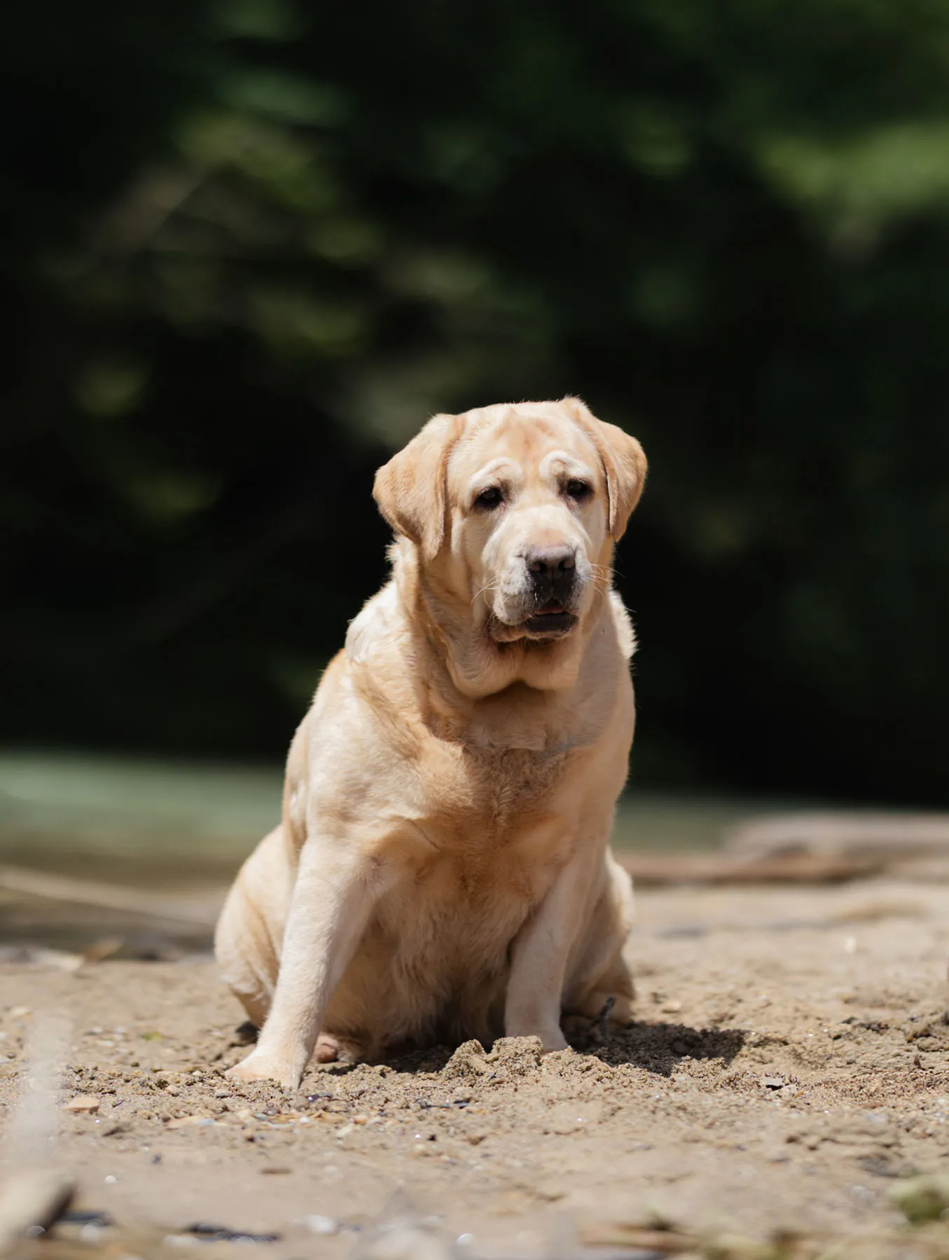Ginger — photo 7