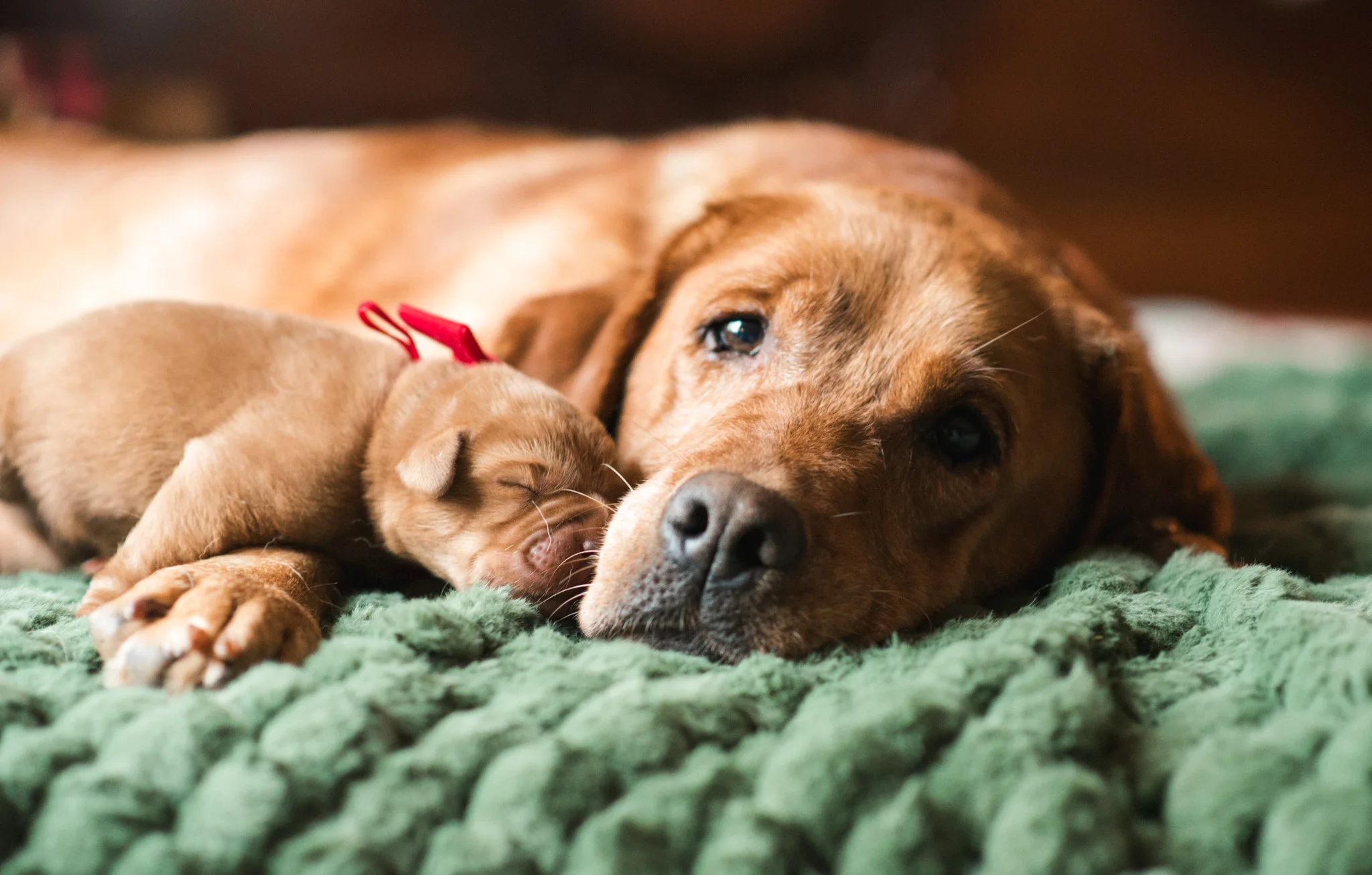 A fox red English Labrador mama snuggling her newborn puppy on a green blanket