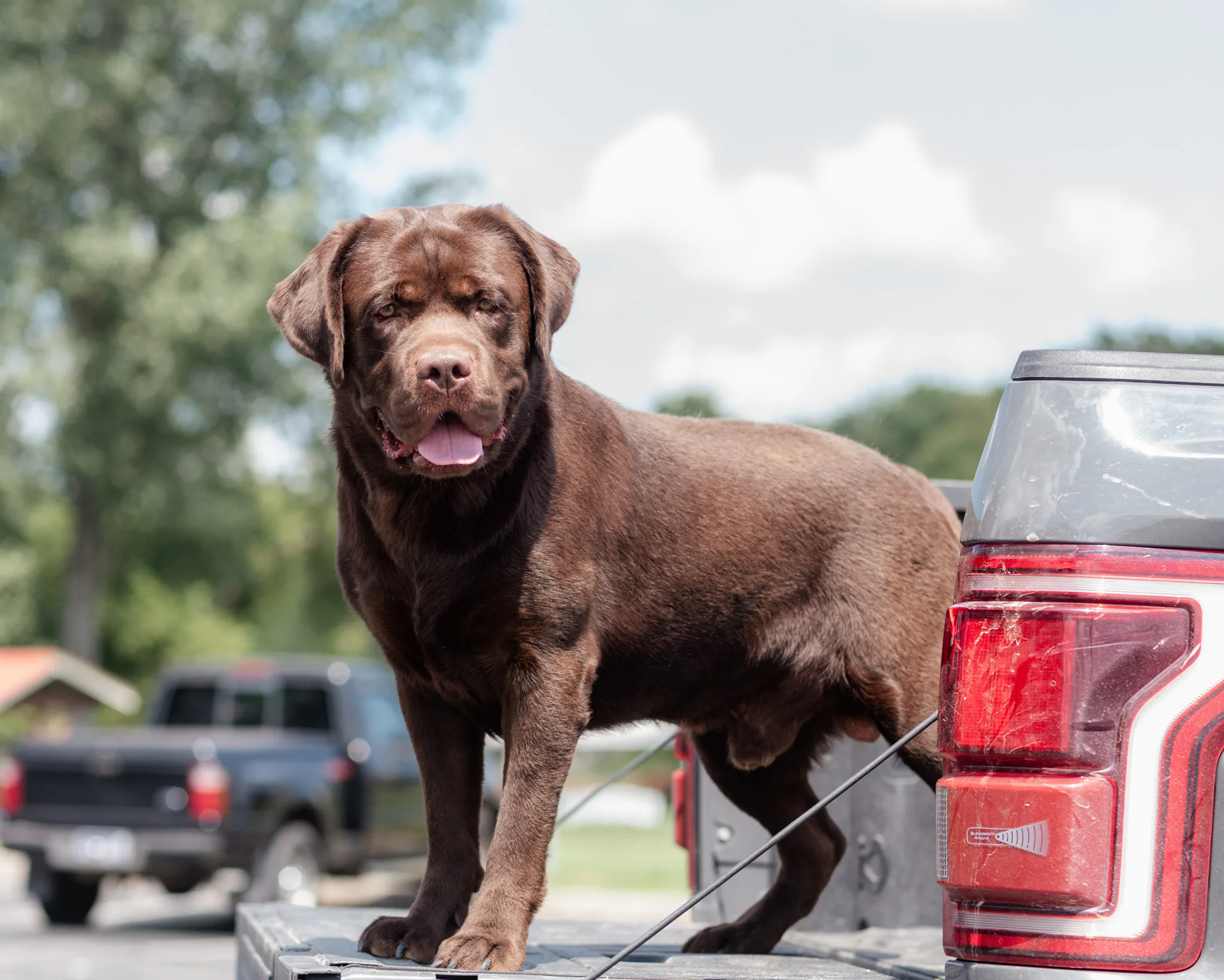 Grizzly, chocolate English Labrador sire from champion lines