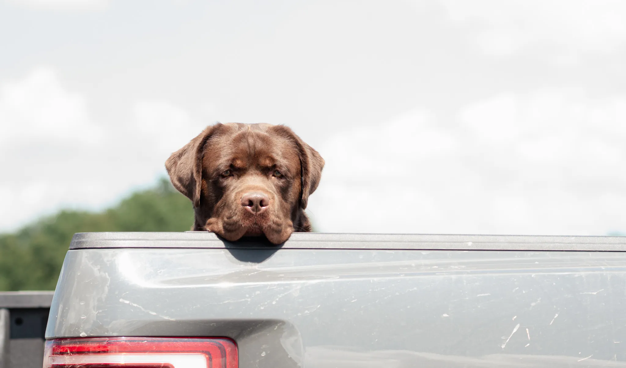 Grizzly — photo 2