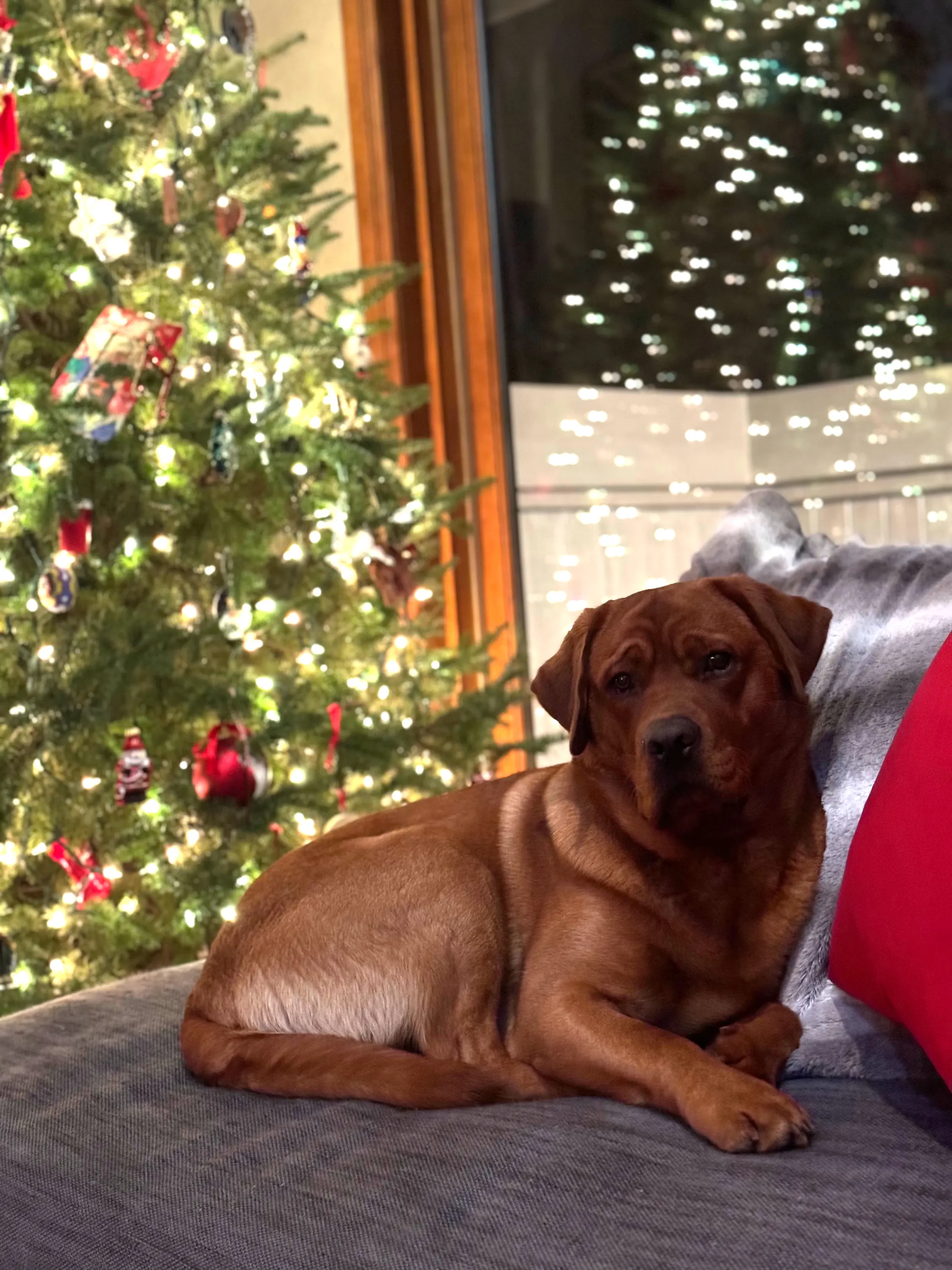 Grizzly, an English Labrador from The Happiest Labrador