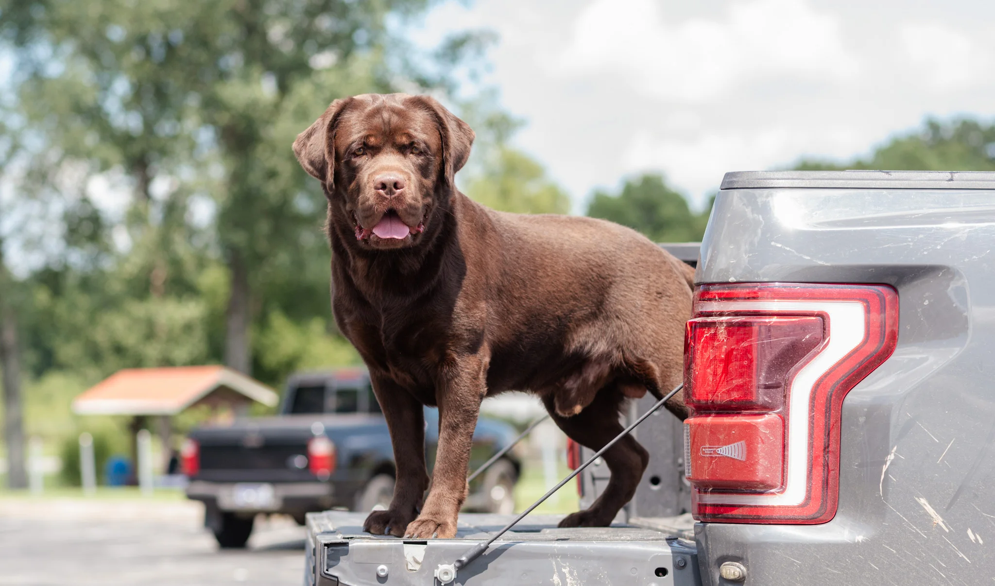 A chocolate English Labrador standing in the bed of a truck