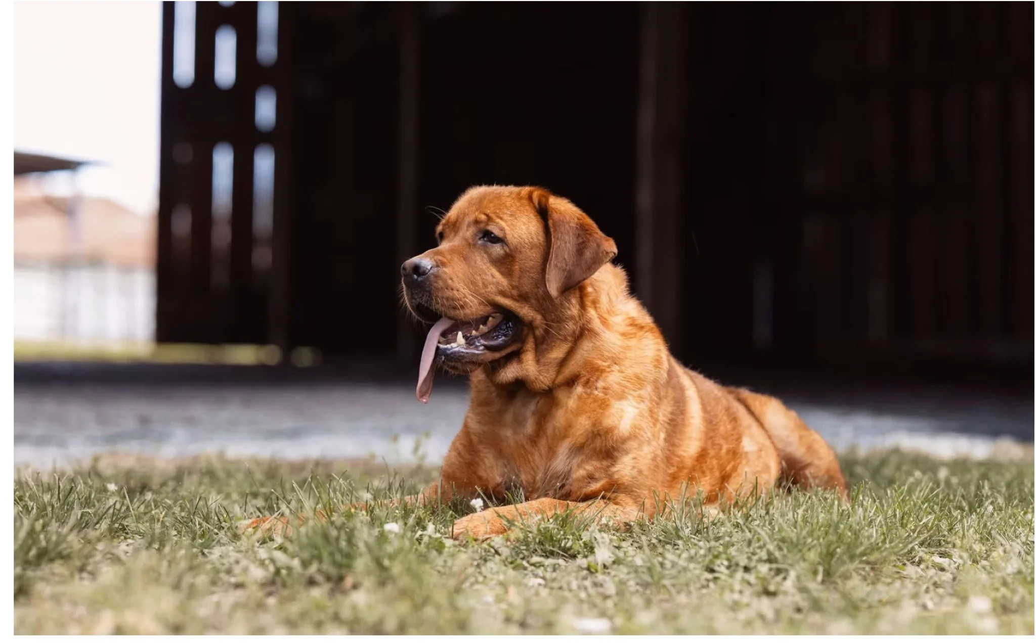 A fox red English Labrador lying in the grass by the barn