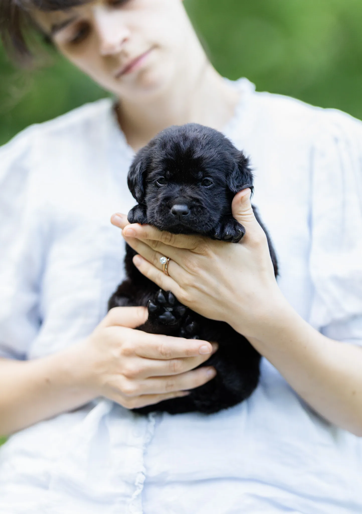 Dior & Rain litter — English Labrador puppy photo 10