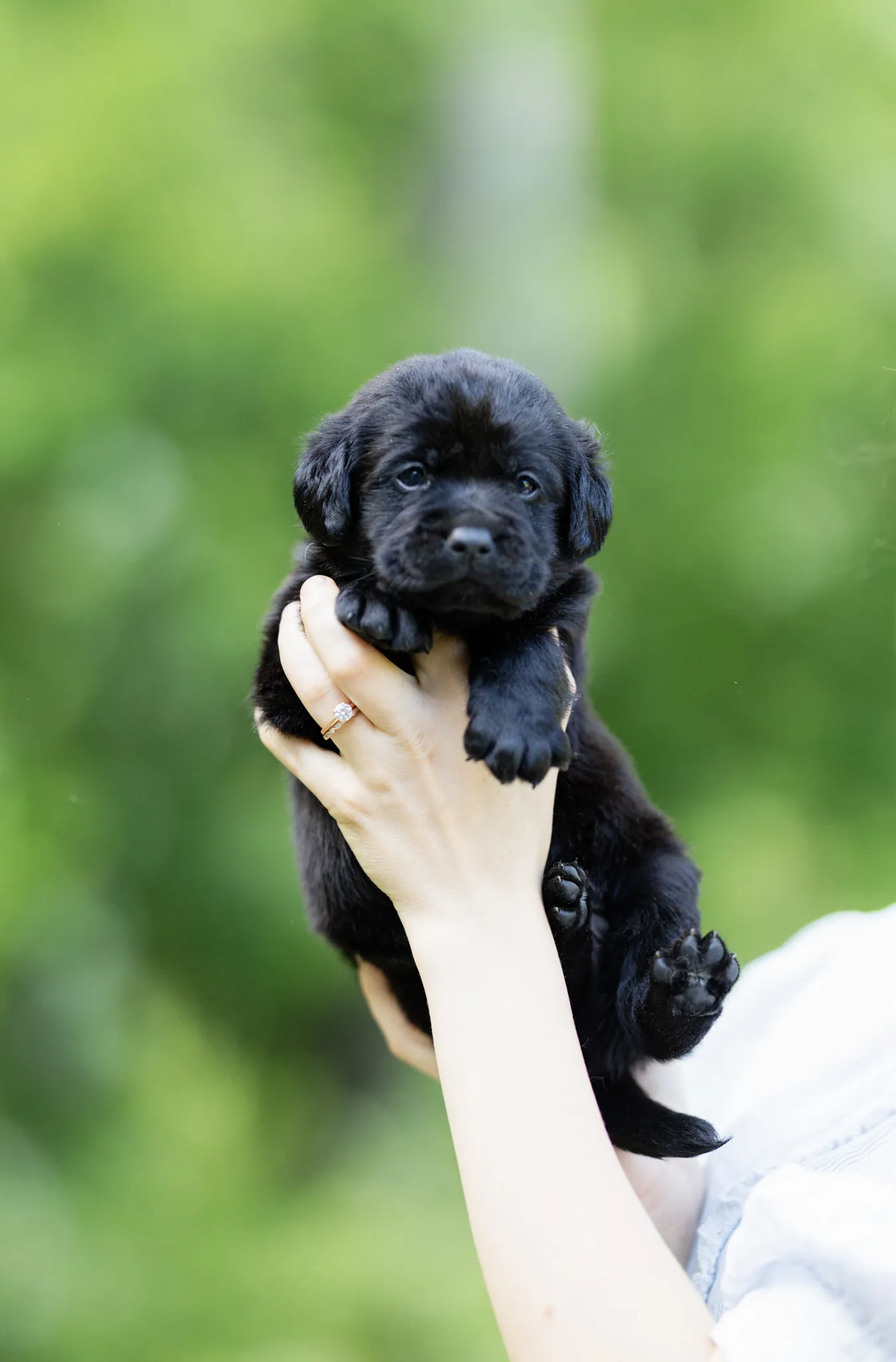 Dior & Rain litter — English Labrador puppy photo 11
