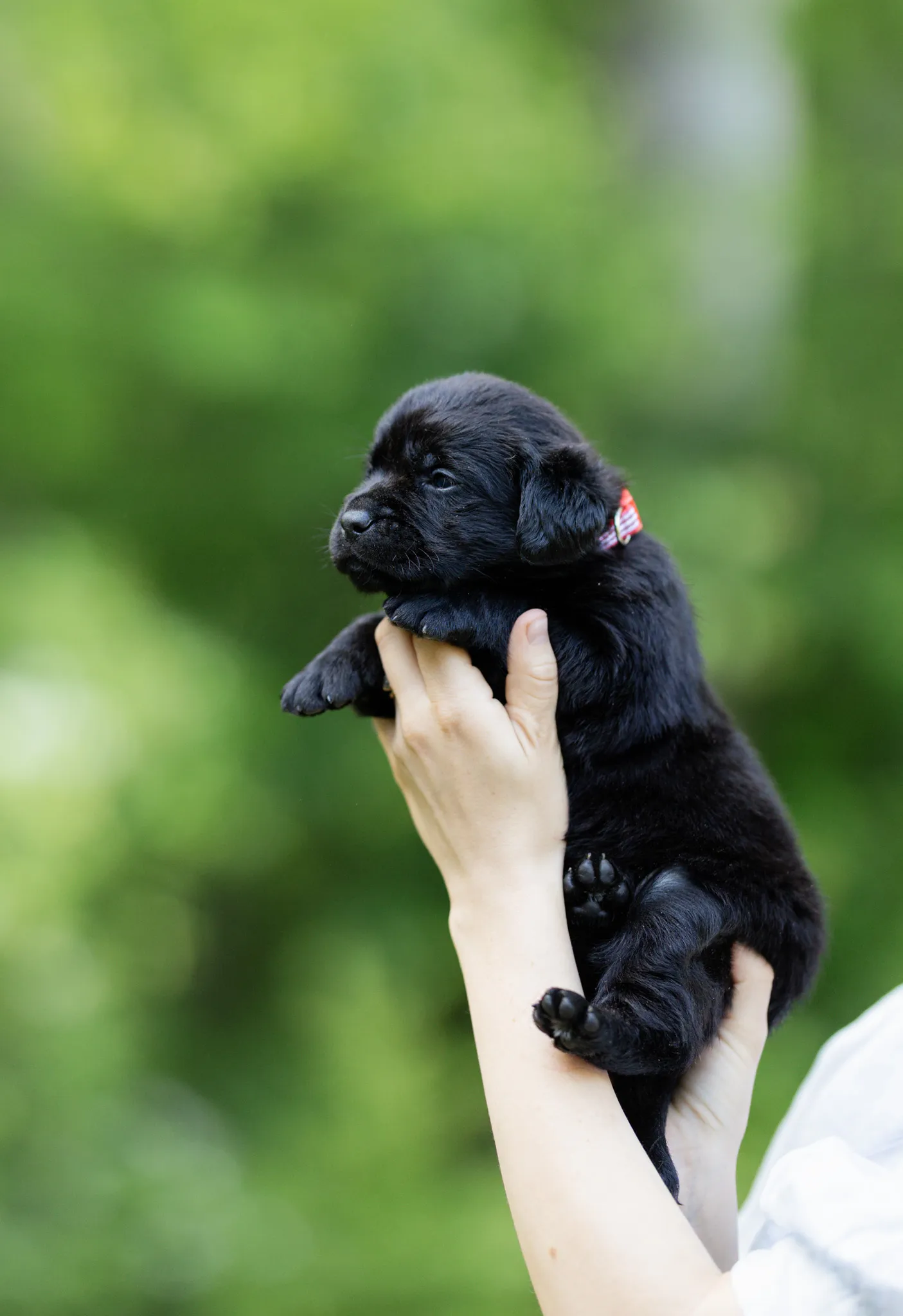 Dior & Rain litter — English Labrador puppy photo 12