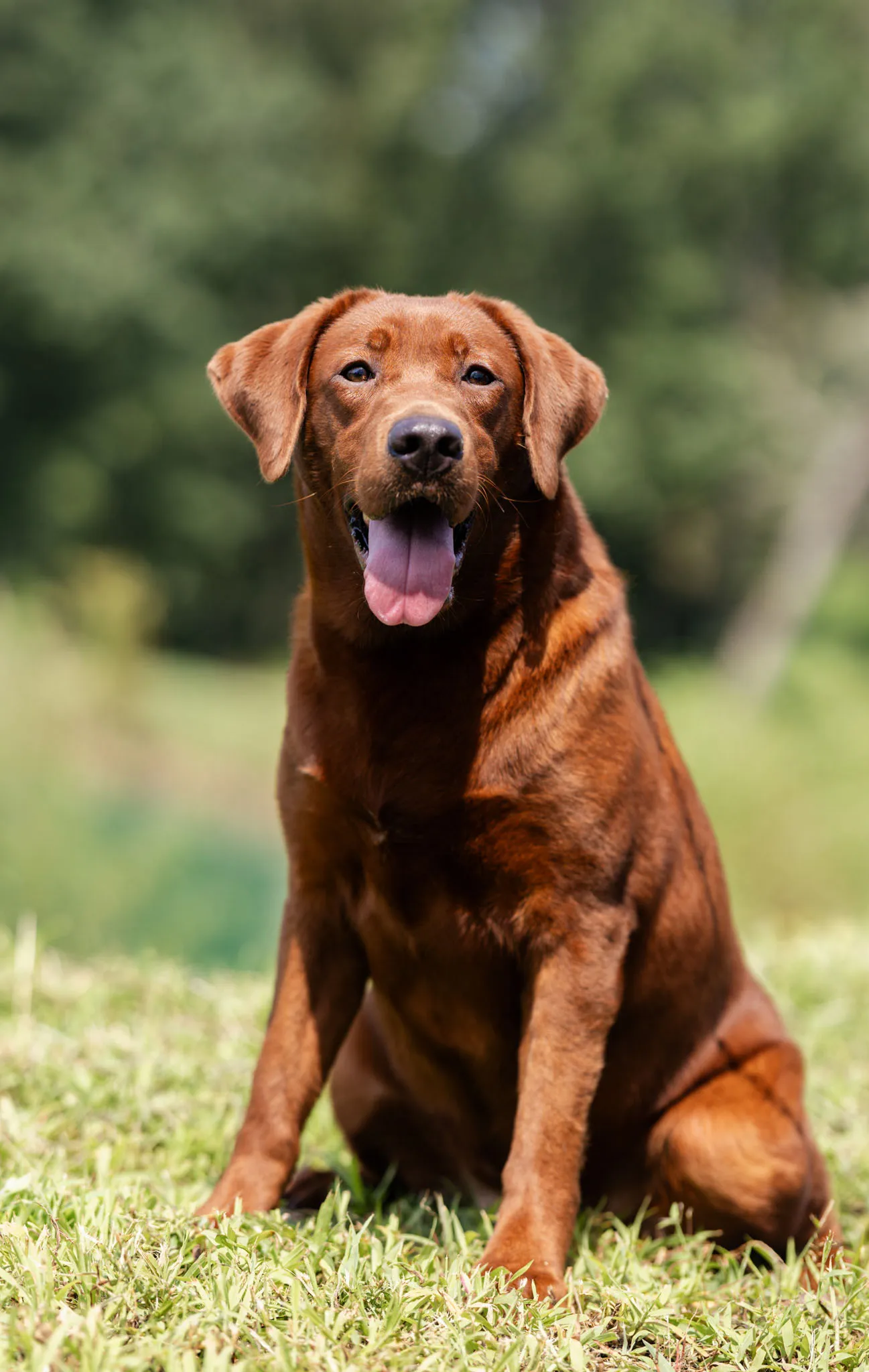 Ireland, Fox Red · Rich Mahogany Coat