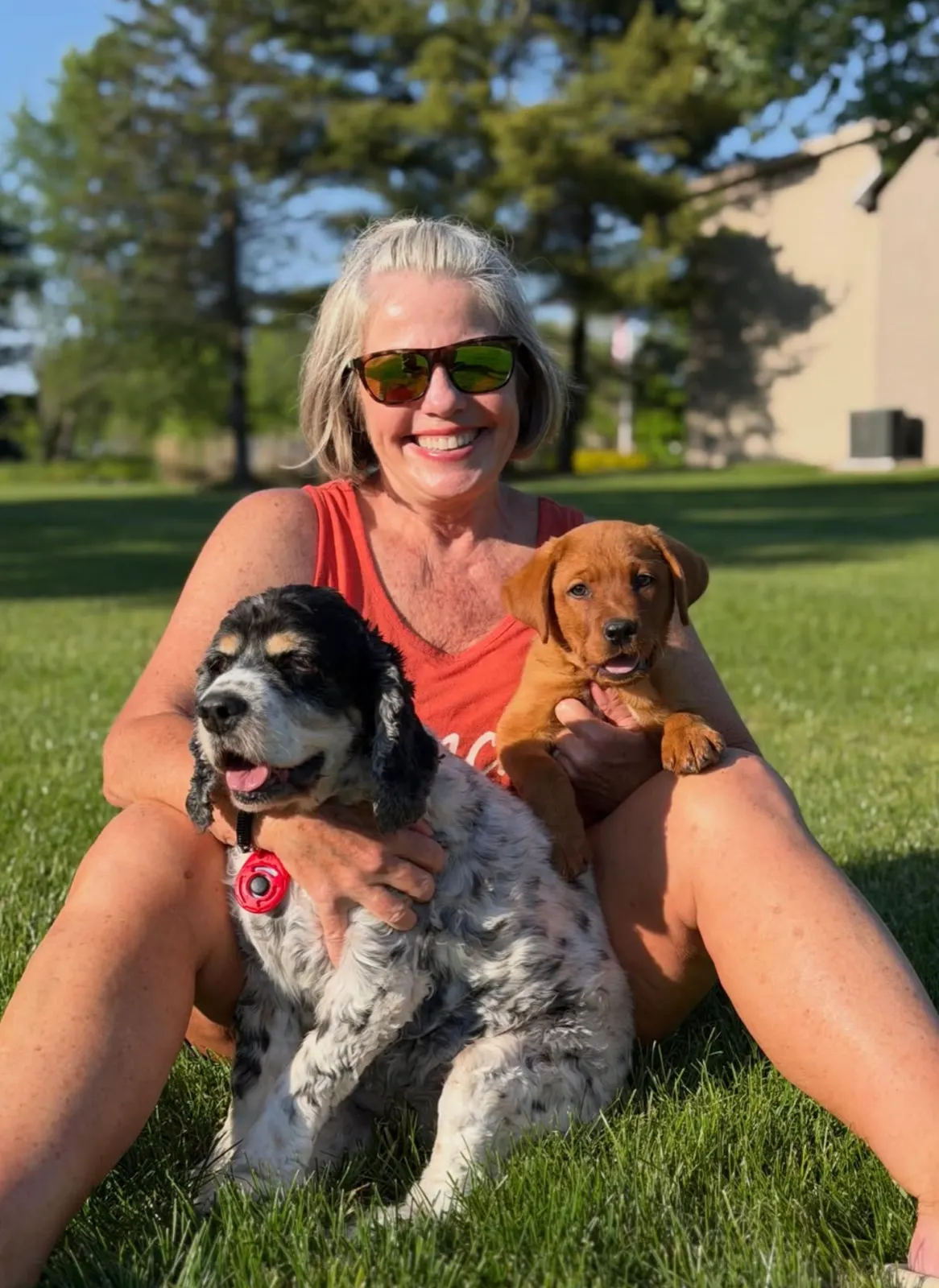 Ivy, a Happiest Labrador at home with their family