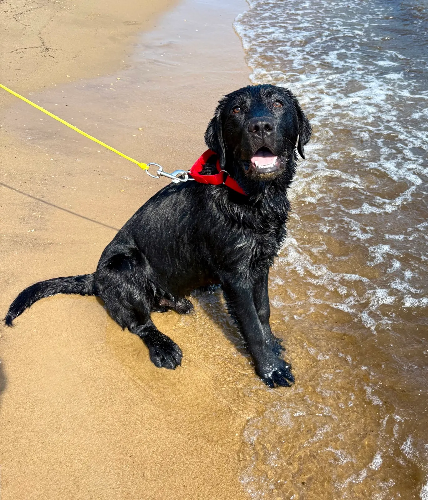Knox, a Happiest Labrador at home with their family