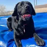 Koda's Instagram profile picture