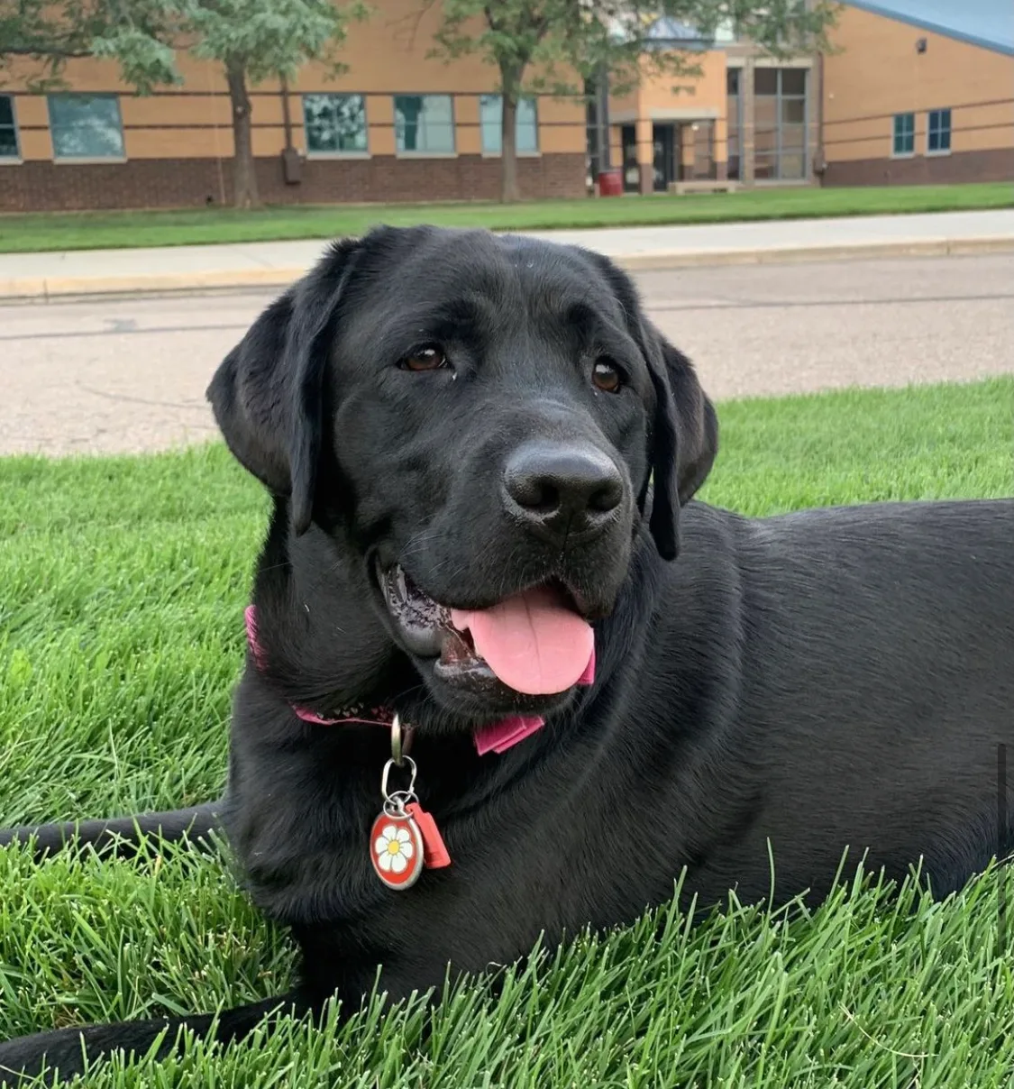 A previous Happiest Labrador puppy at home with their family