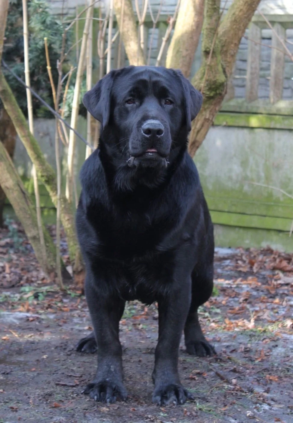 Kovu, Black · Champion Guest Sire