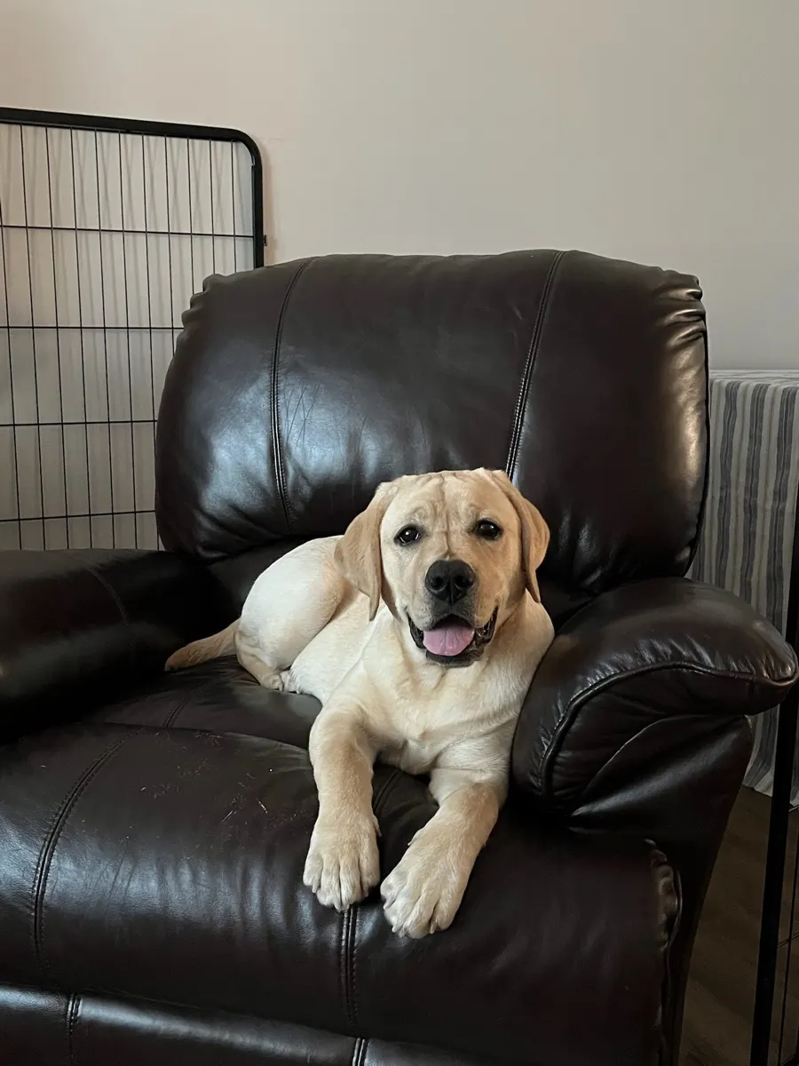 Lady, a Happiest Labrador at home with their family