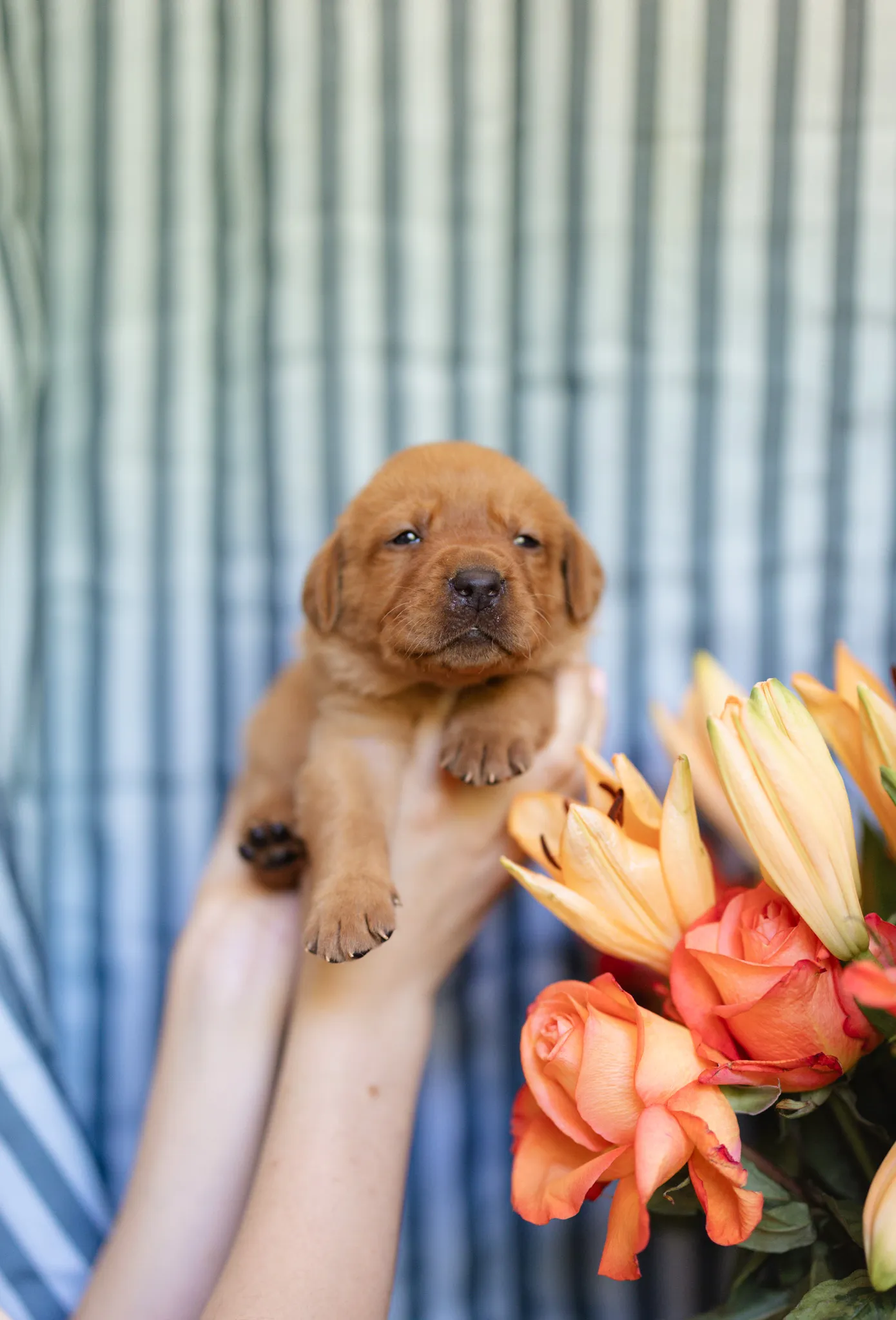 A fox red English Labrador puppy from the Linzi and Ferrari litter