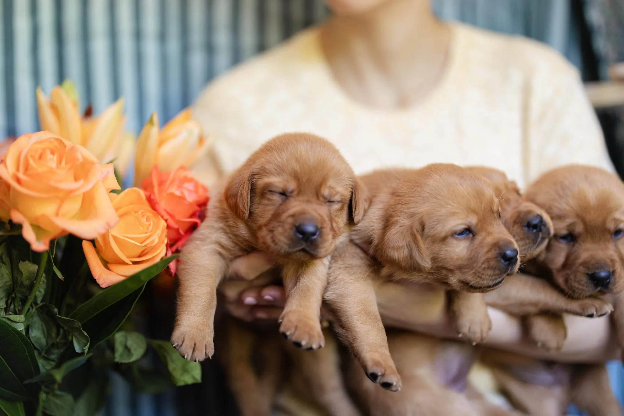 Linzi & Ferrari litter — English Labrador puppy photo 2