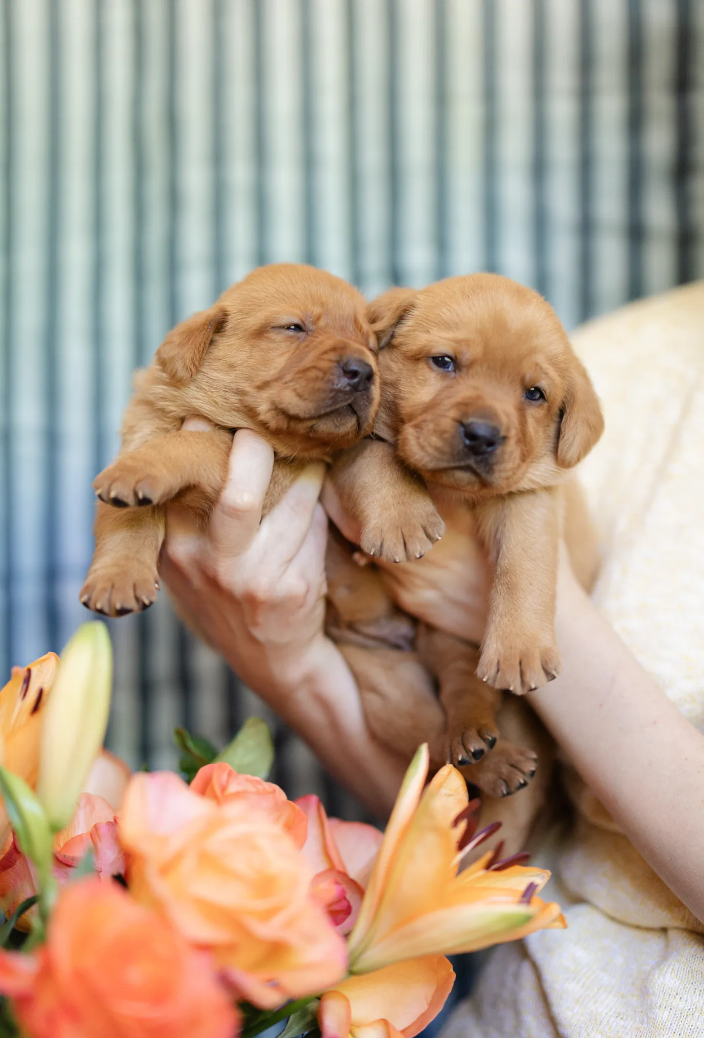 Linzi & Ferrari litter — English Labrador puppy photo 3