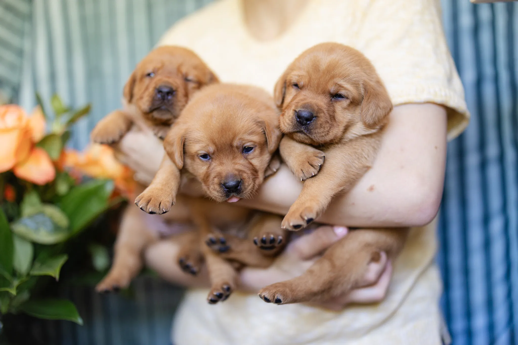 Linzi & Ferrari litter — English Labrador puppy photo 4