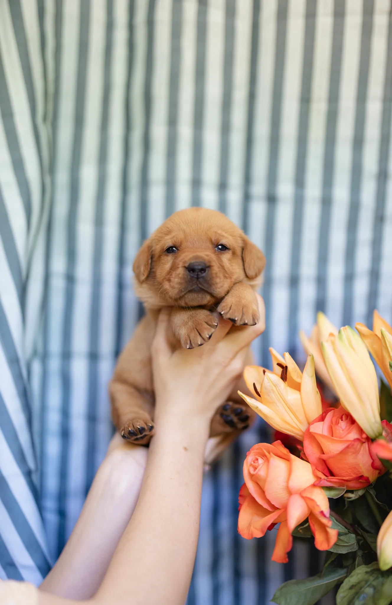 Linzi & Ferrari litter — English Labrador puppy photo 5