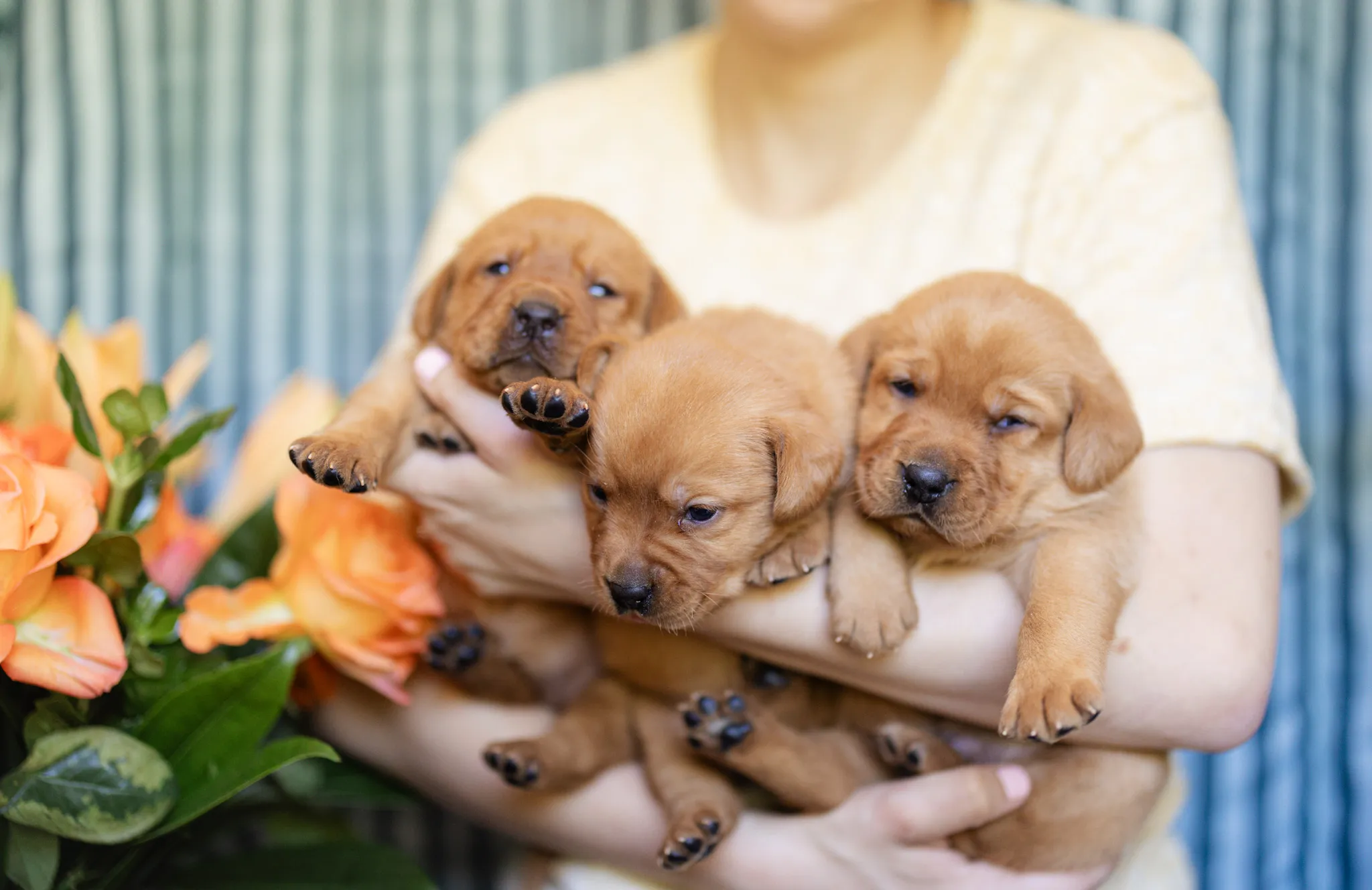 Linzi & Ferrari litter — English Labrador puppy photo 6