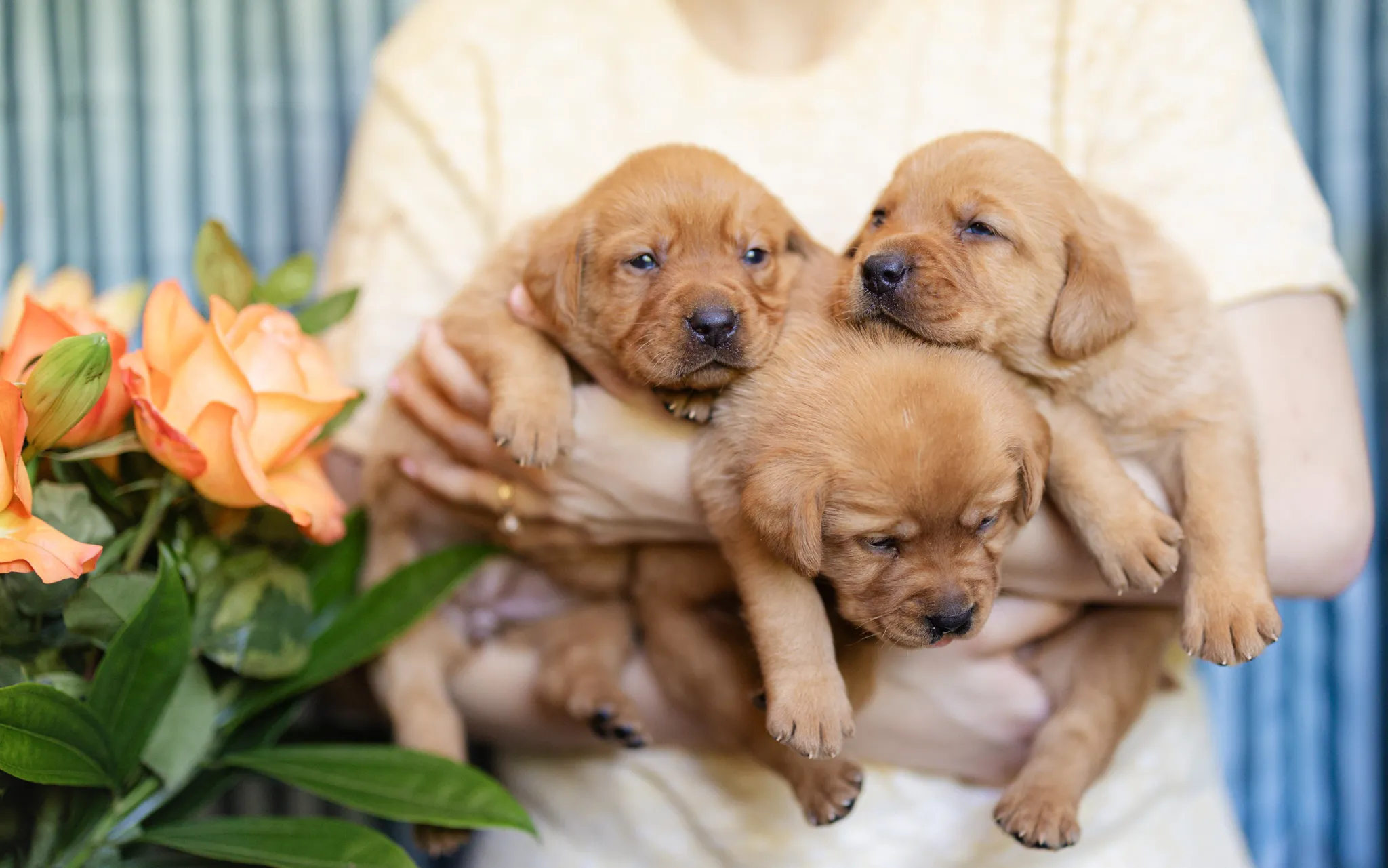 Linzi & Ferrari litter — English Labrador puppy photo 7