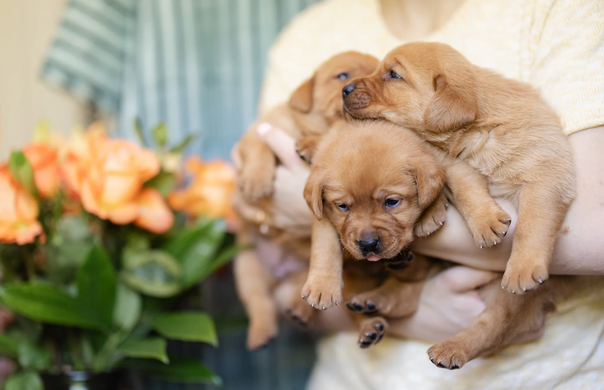 Linzi & Ferrari litter — English Labrador puppy photo 8