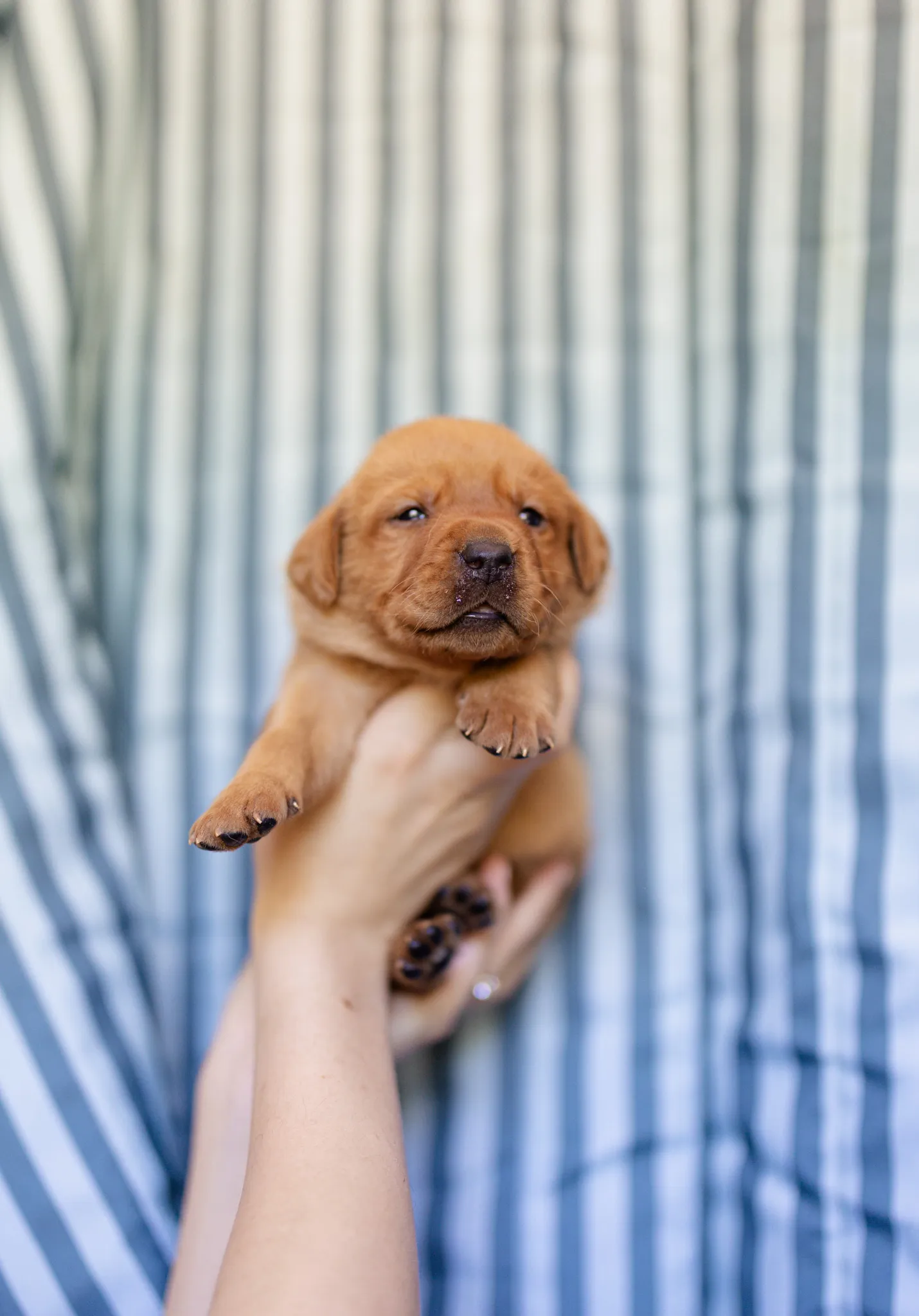 Linzi & Ferrari litter — English Labrador puppy photo 9