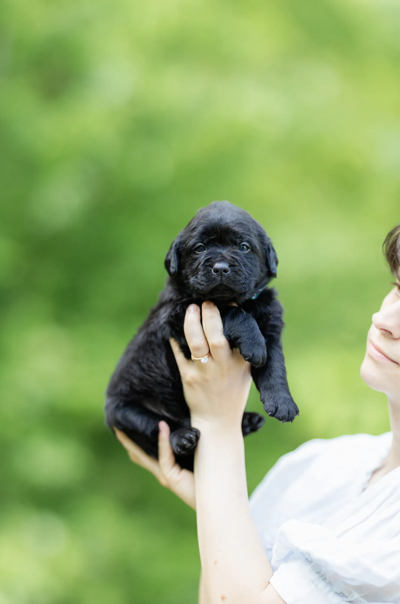 A yellow English Labrador puppy from the Dior and Rain litter