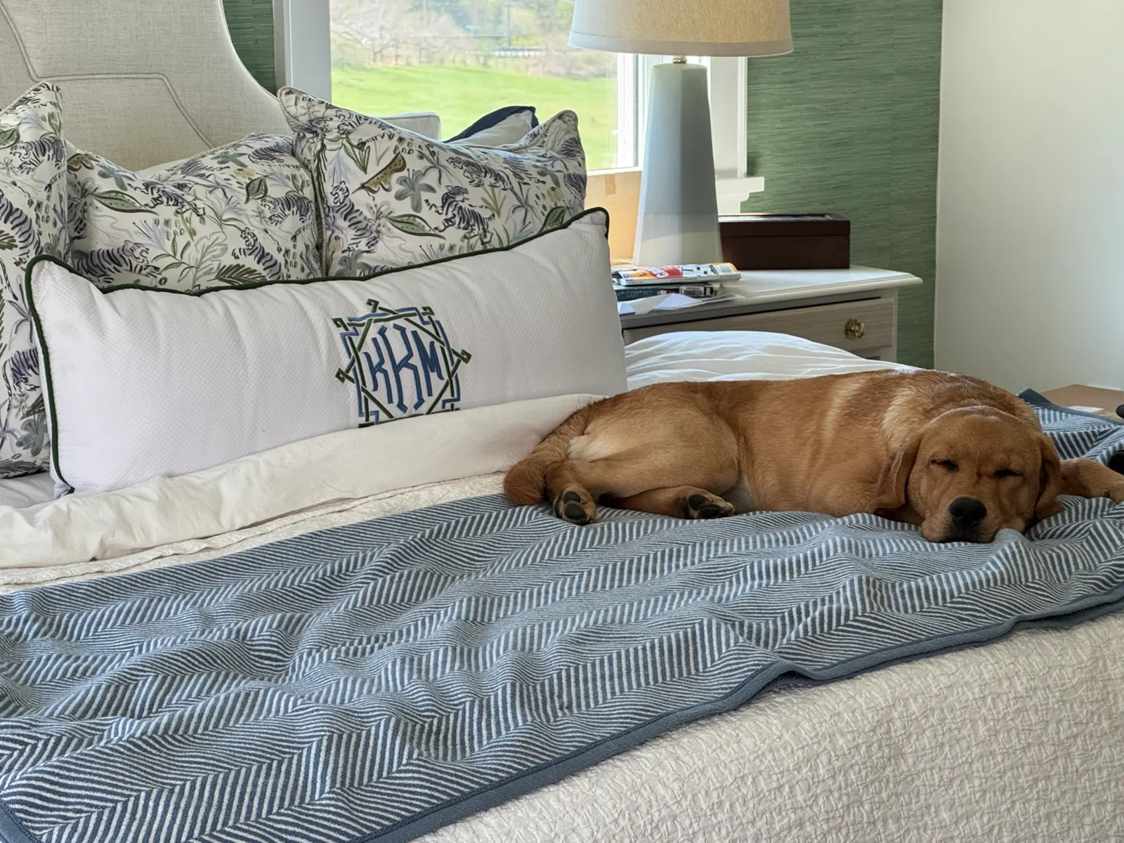 Maeve, a Happiest Labrador at home with their family