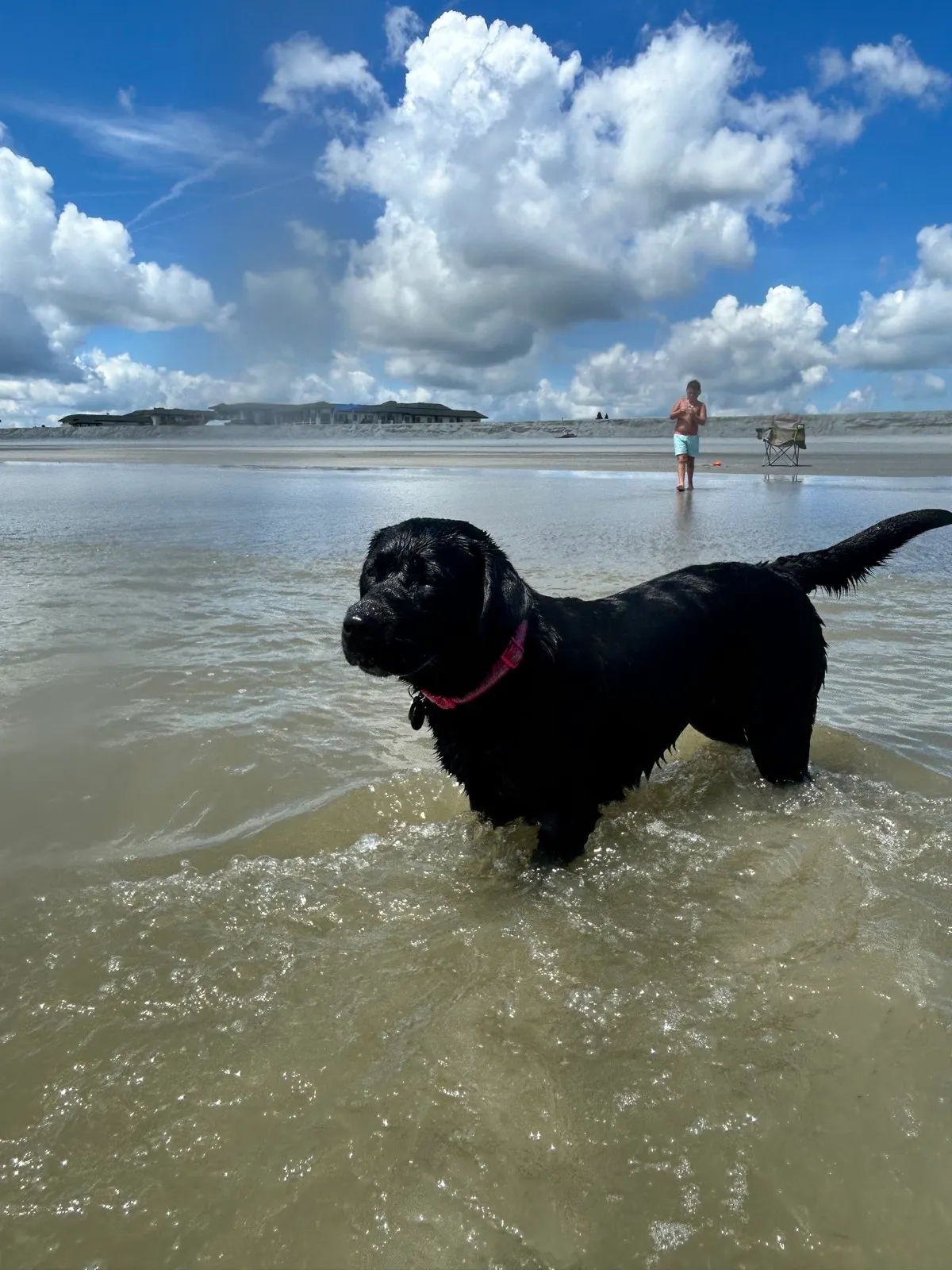 Maisie, a Happiest Labrador at home with their family