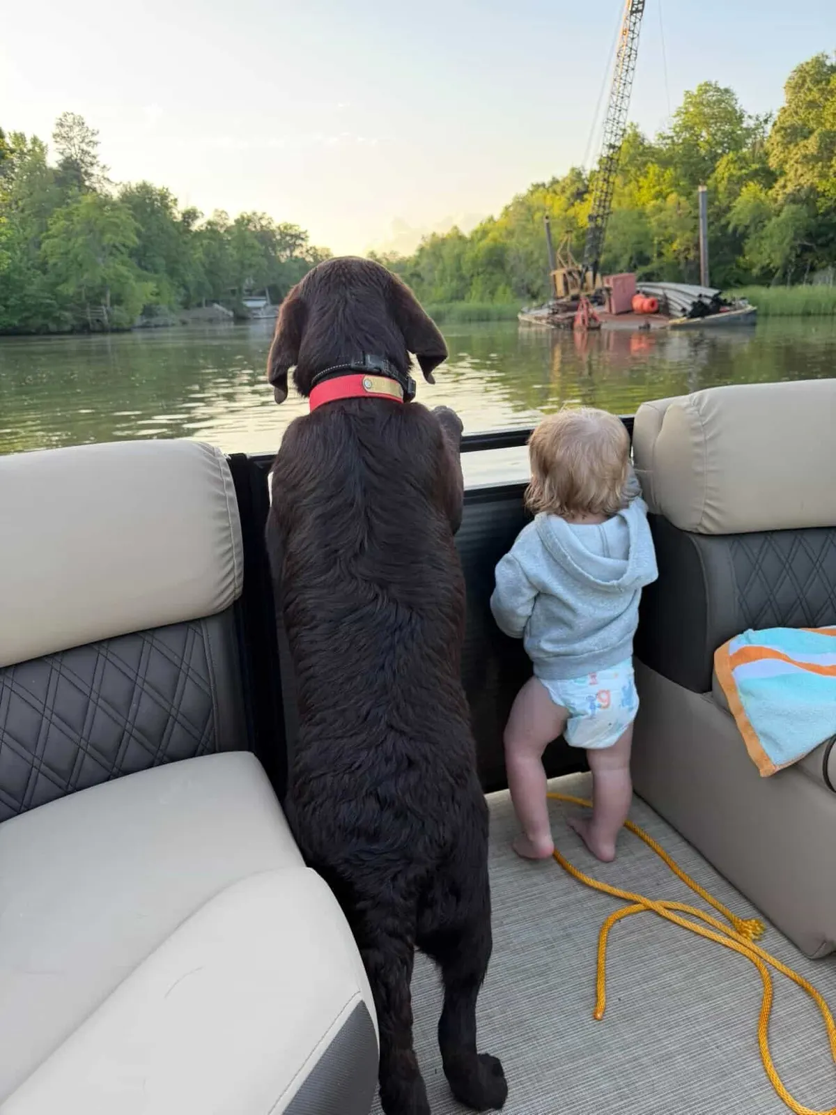 Mallie, a Happiest Labrador at home with their family