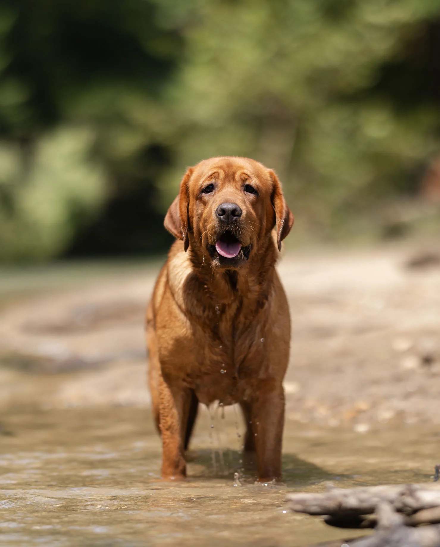 Mercedes, Fox Red · Granddaughter of Champion "Radek"