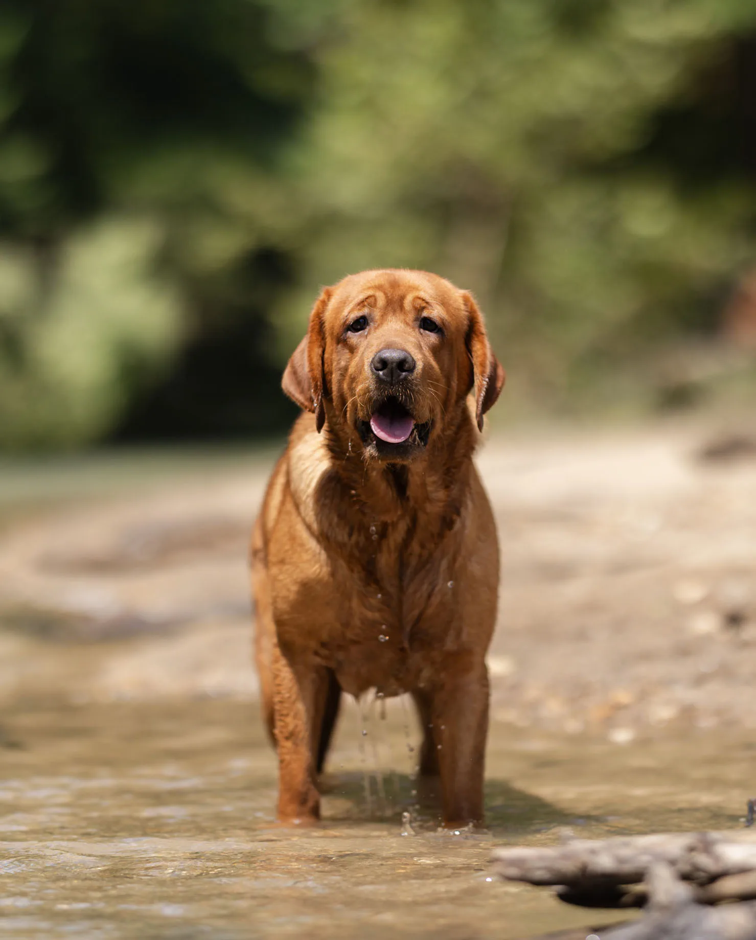 A fox red English Labrador mama