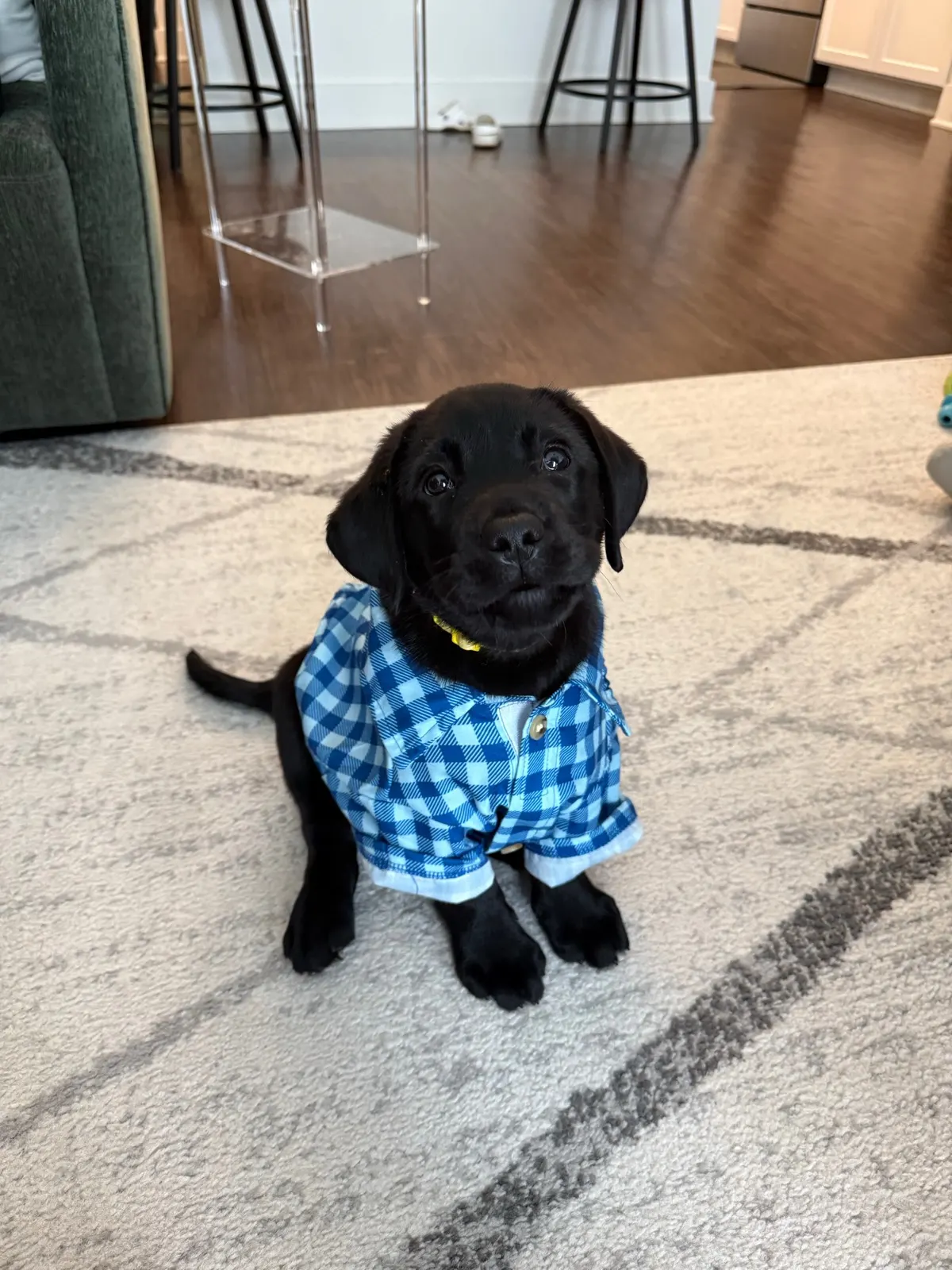 Their New Boy, a Happiest Labrador at home with their family
