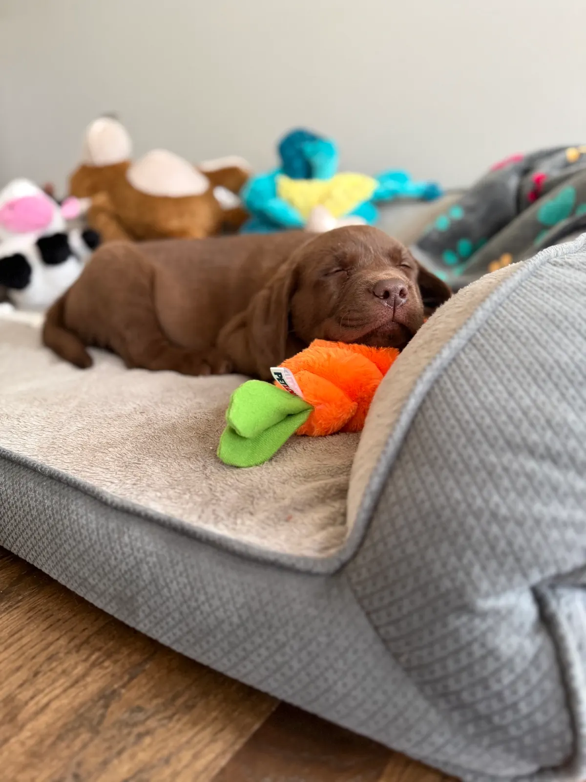 Moki, a Happiest Labrador at home with their family
