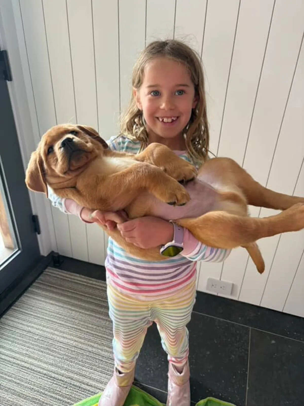 A previous Happiest Labrador puppy at home with their family