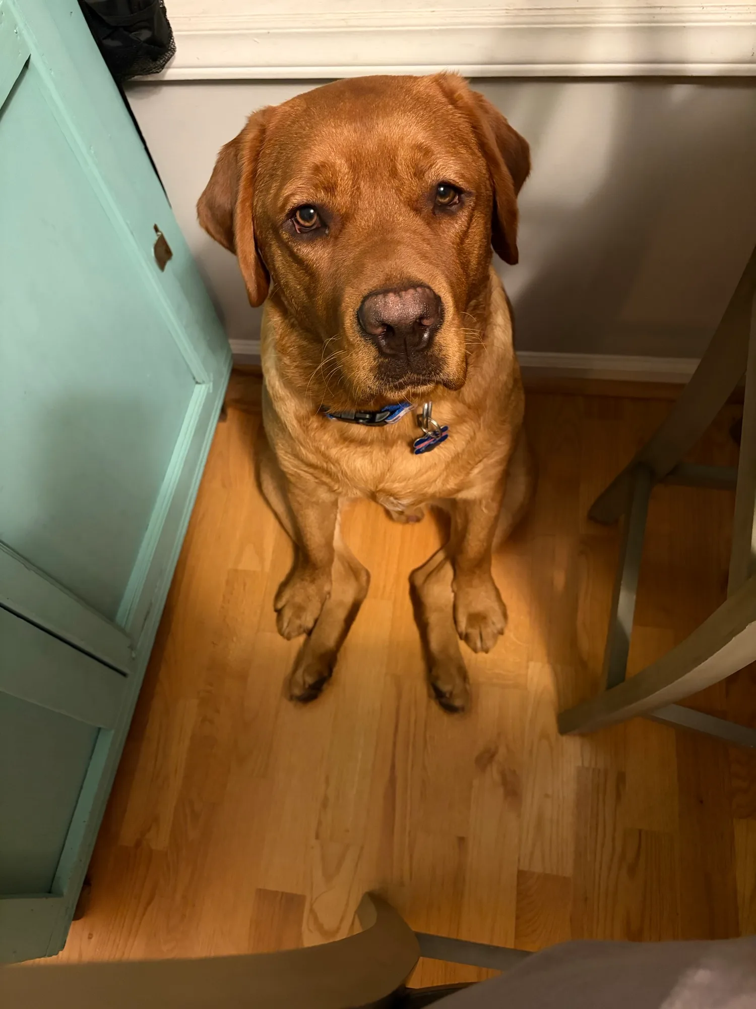 A previous Happiest Labrador puppy at home with their family