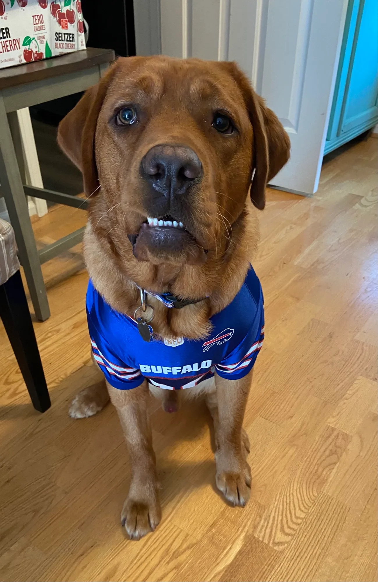 A previous Happiest Labrador puppy at home with their family