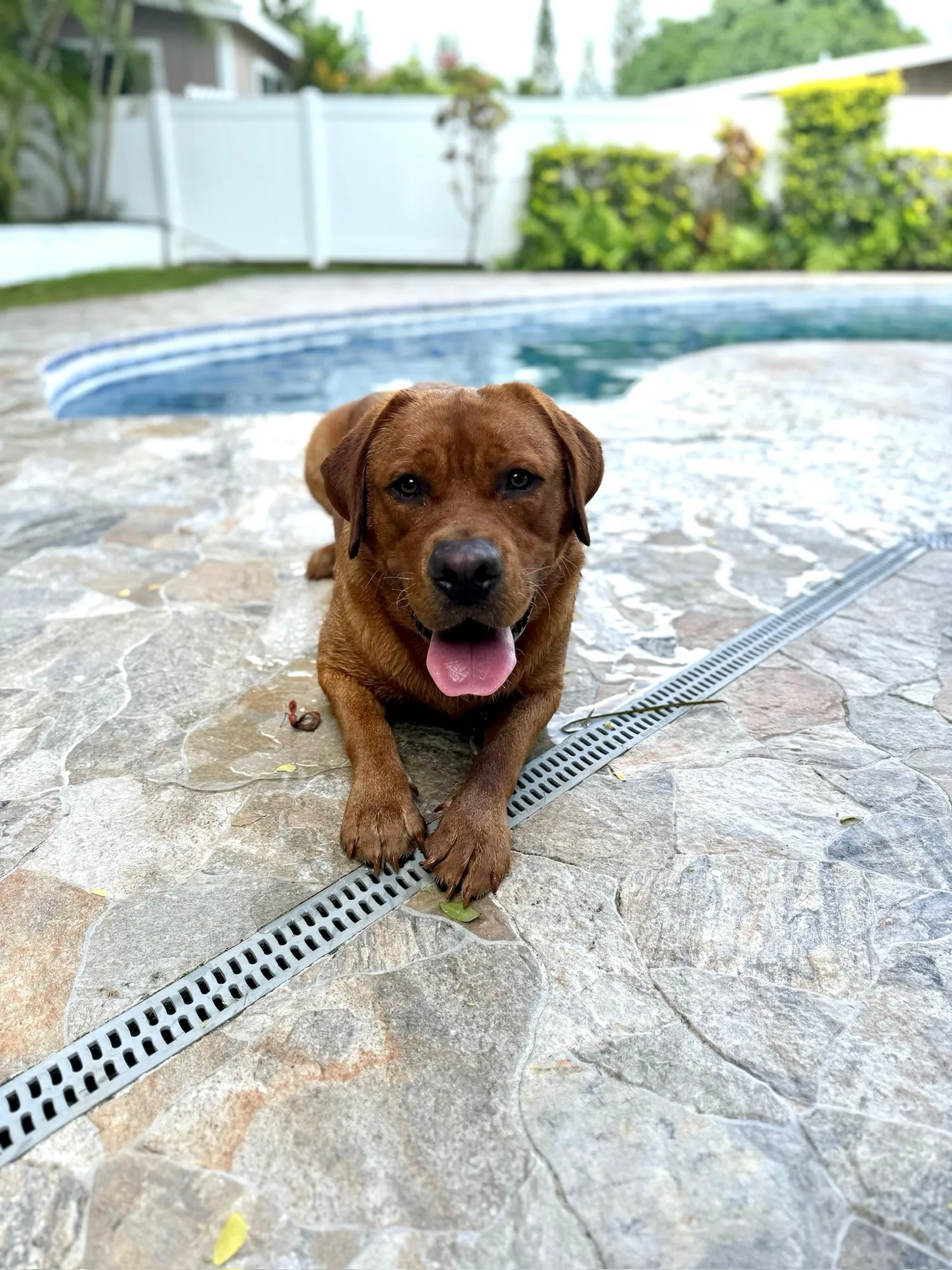 A previous Happiest Labrador puppy at home with their family