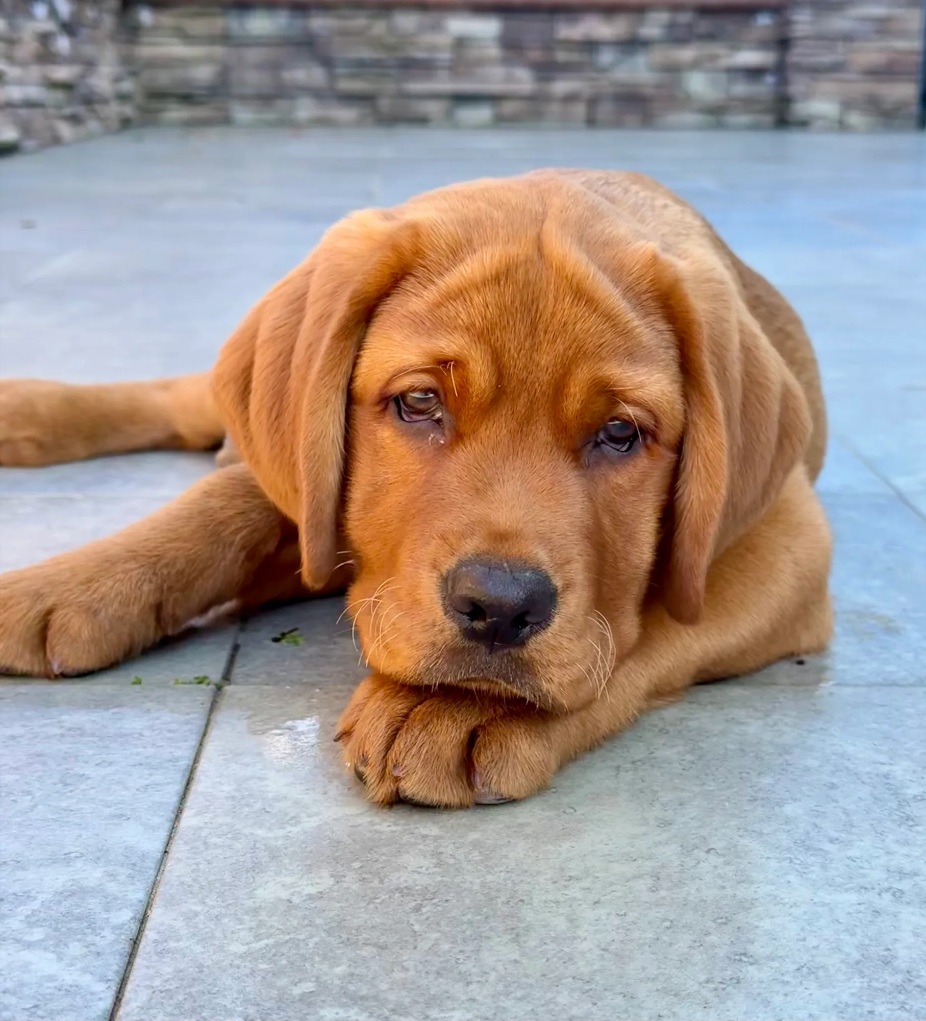 A previous Happiest Labrador puppy at home with their family