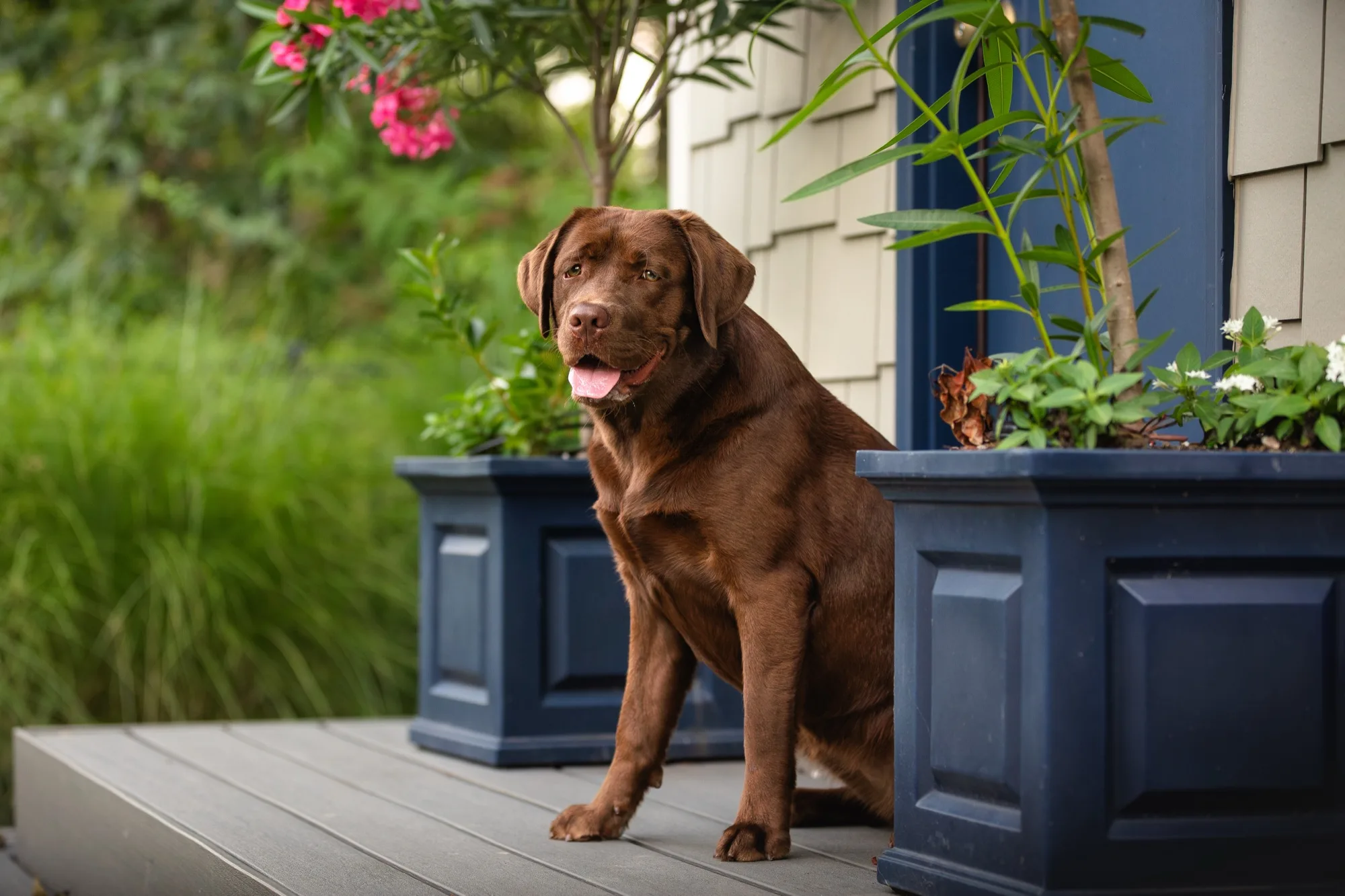 A previous Happiest Labrador puppy at home with their family