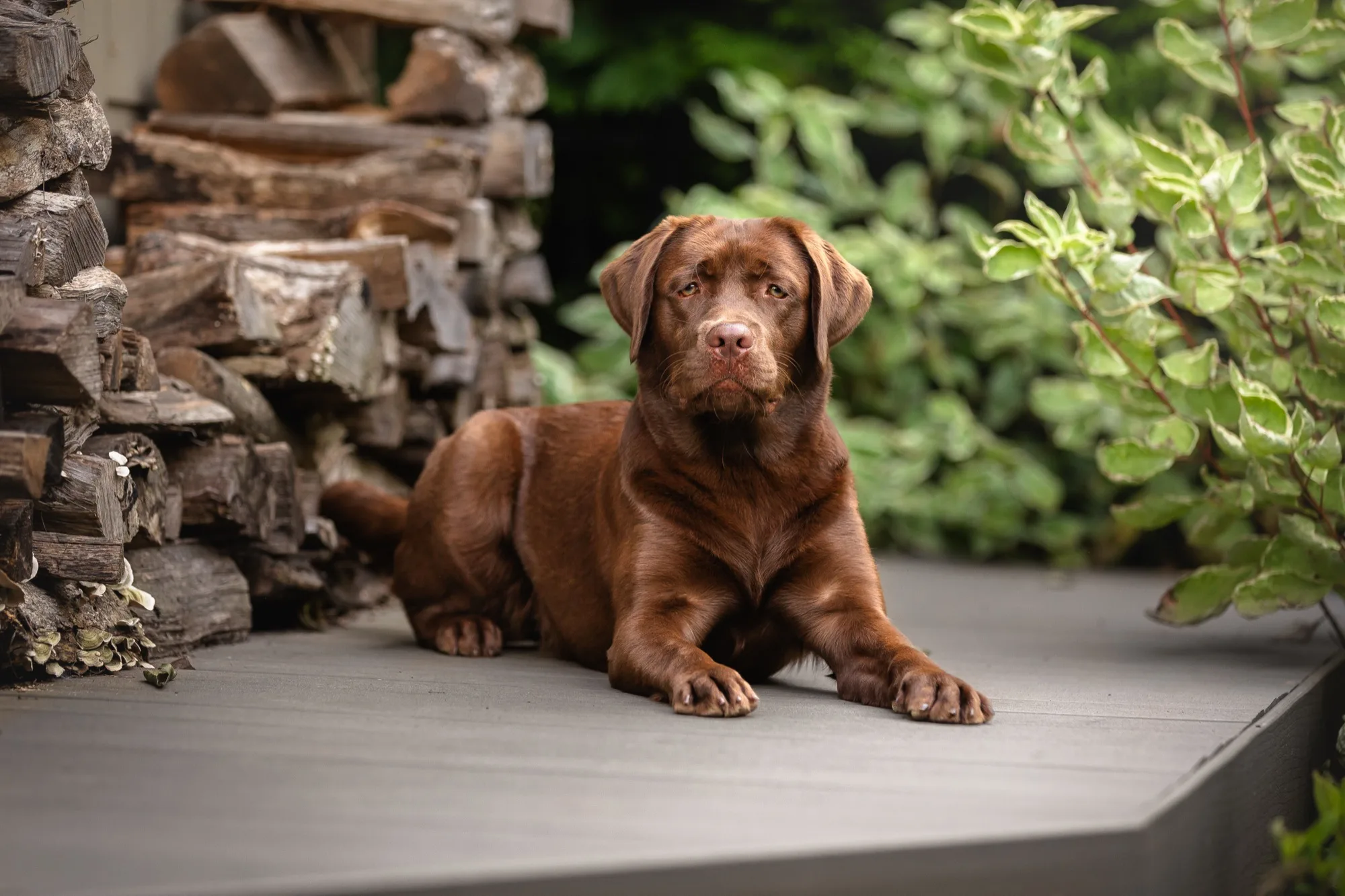 A previous Happiest Labrador puppy at home with their family